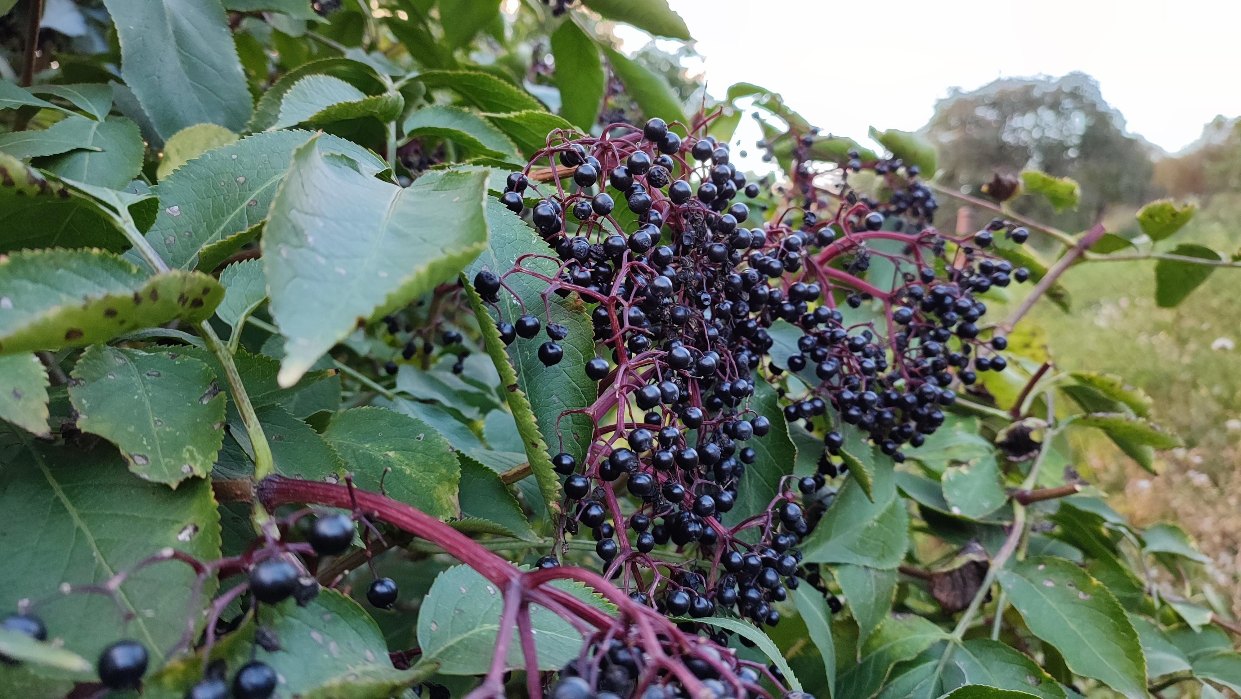 Elderberry Jam