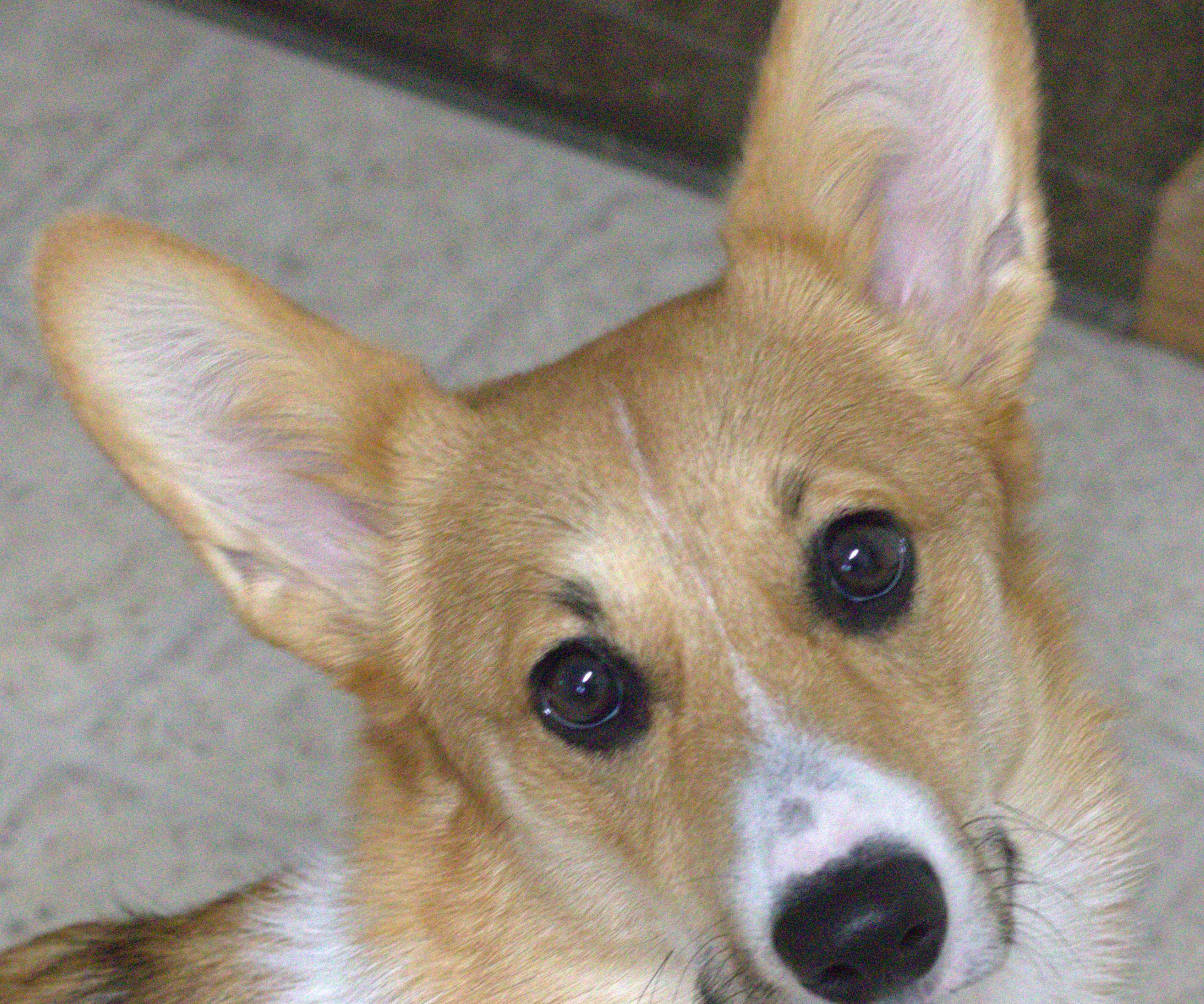 How to Potty Train a Puppy