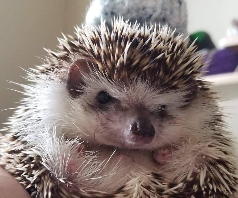 Hedgehogs as Pets