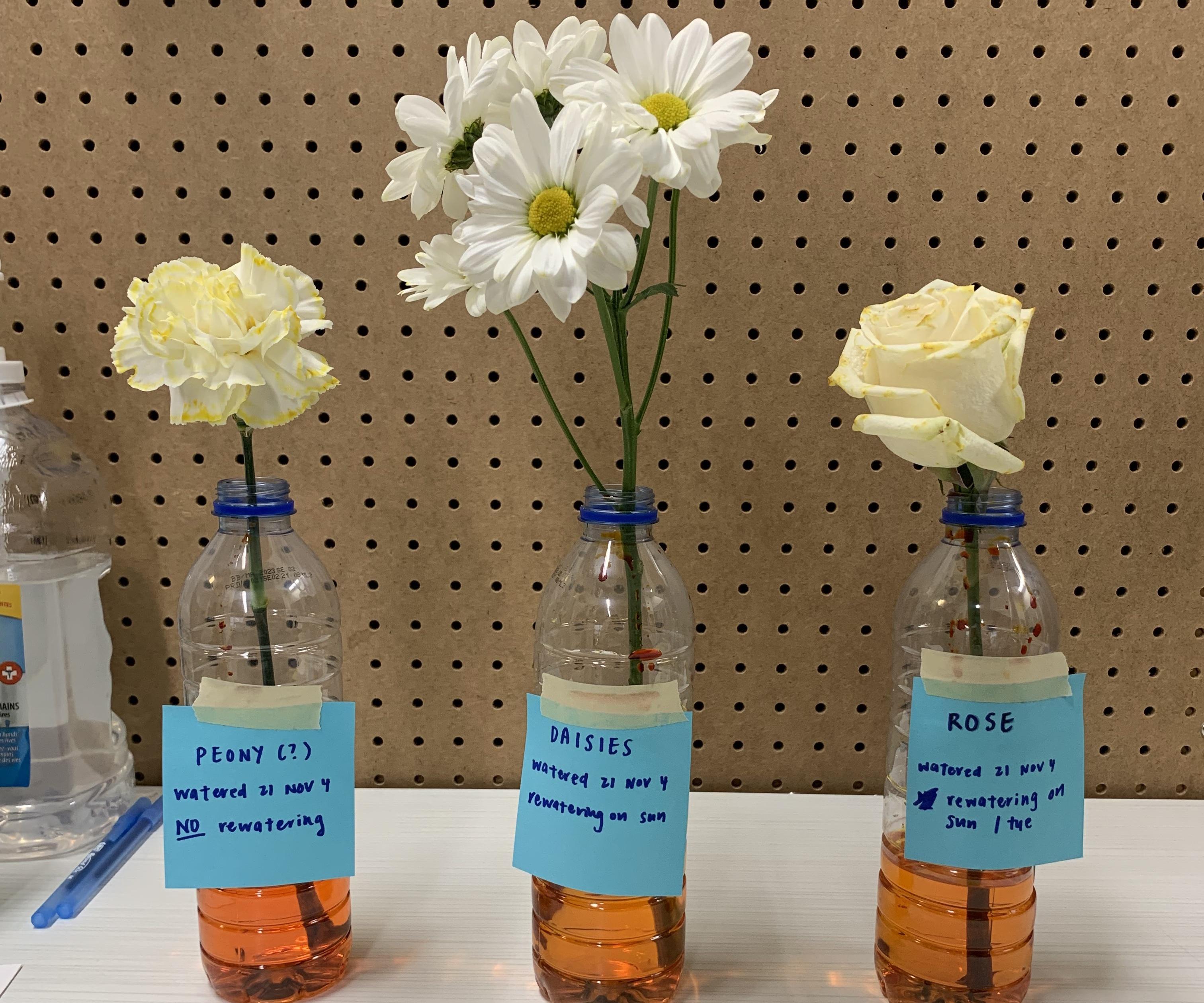 How to Dye Flowers Different Colours