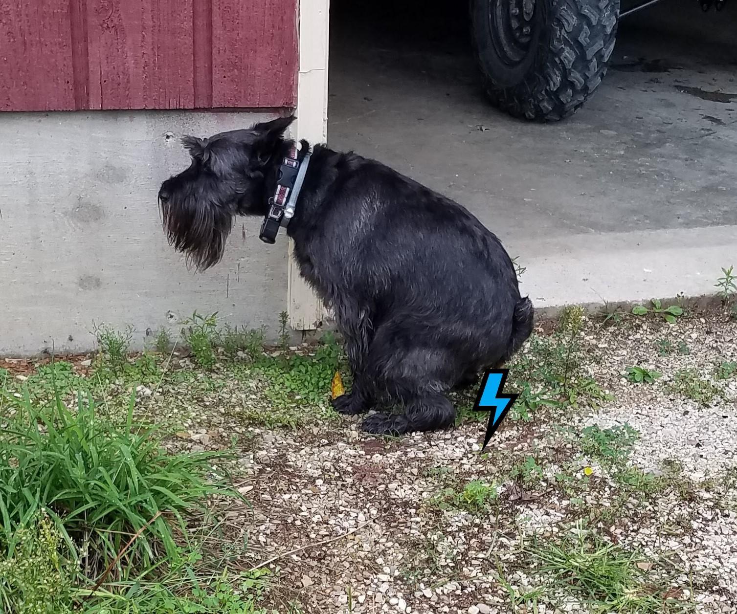 The Super Duper Pooper Scooper