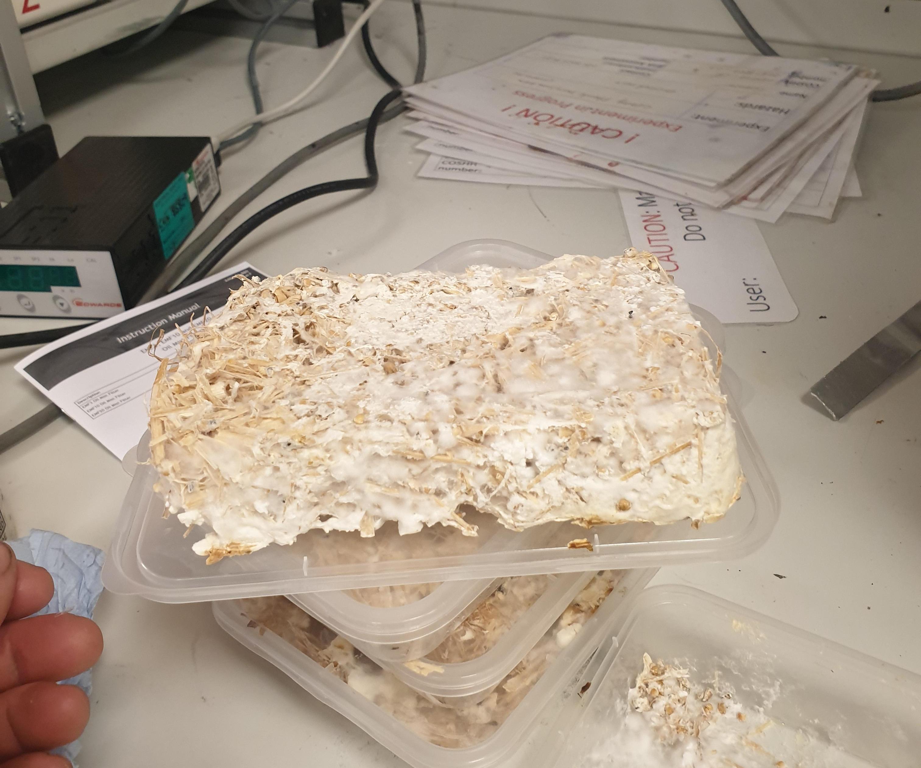 Growing Mycelium Materials at Home