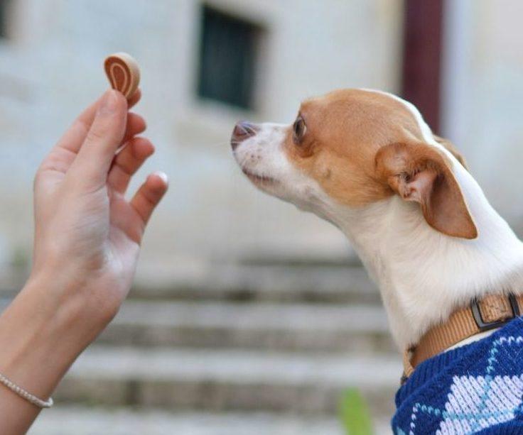 How to Brush Your Doggy