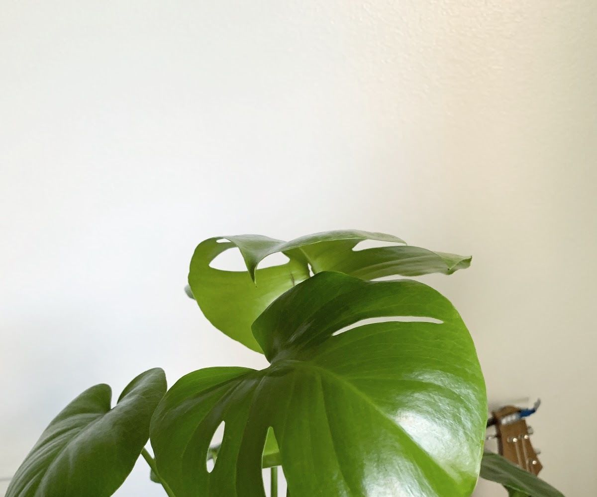 How to Care for a Monstera Deliciosa 