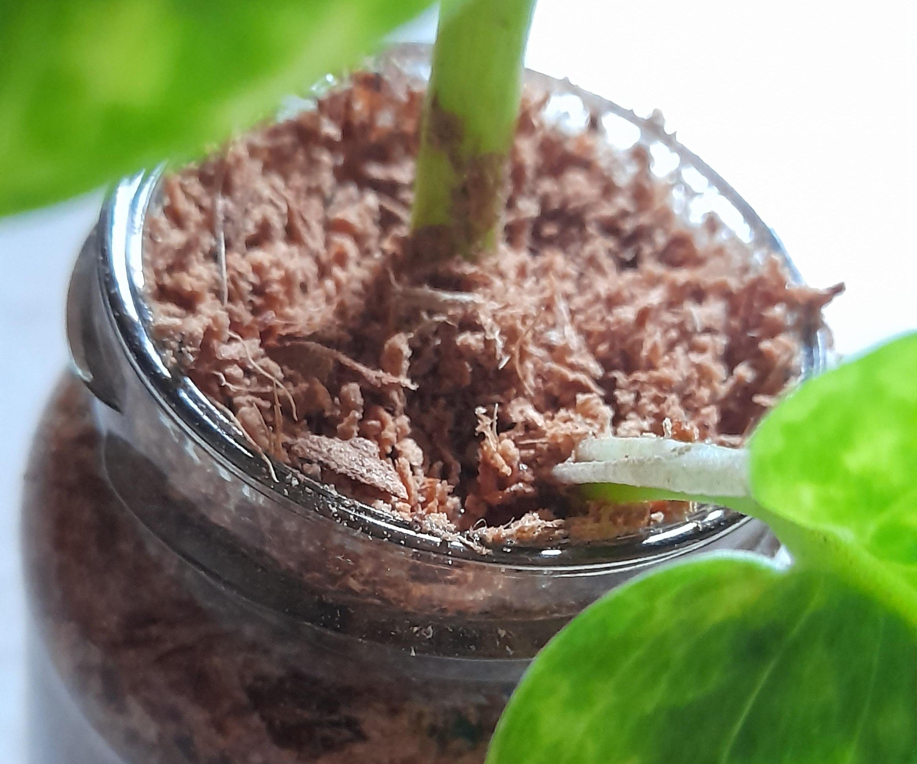 Portable Plant in a Mason Jar