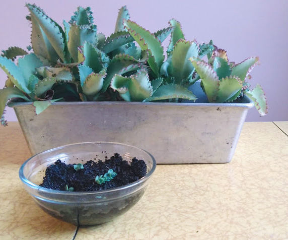 Starting Succulents in Coffee Grounds