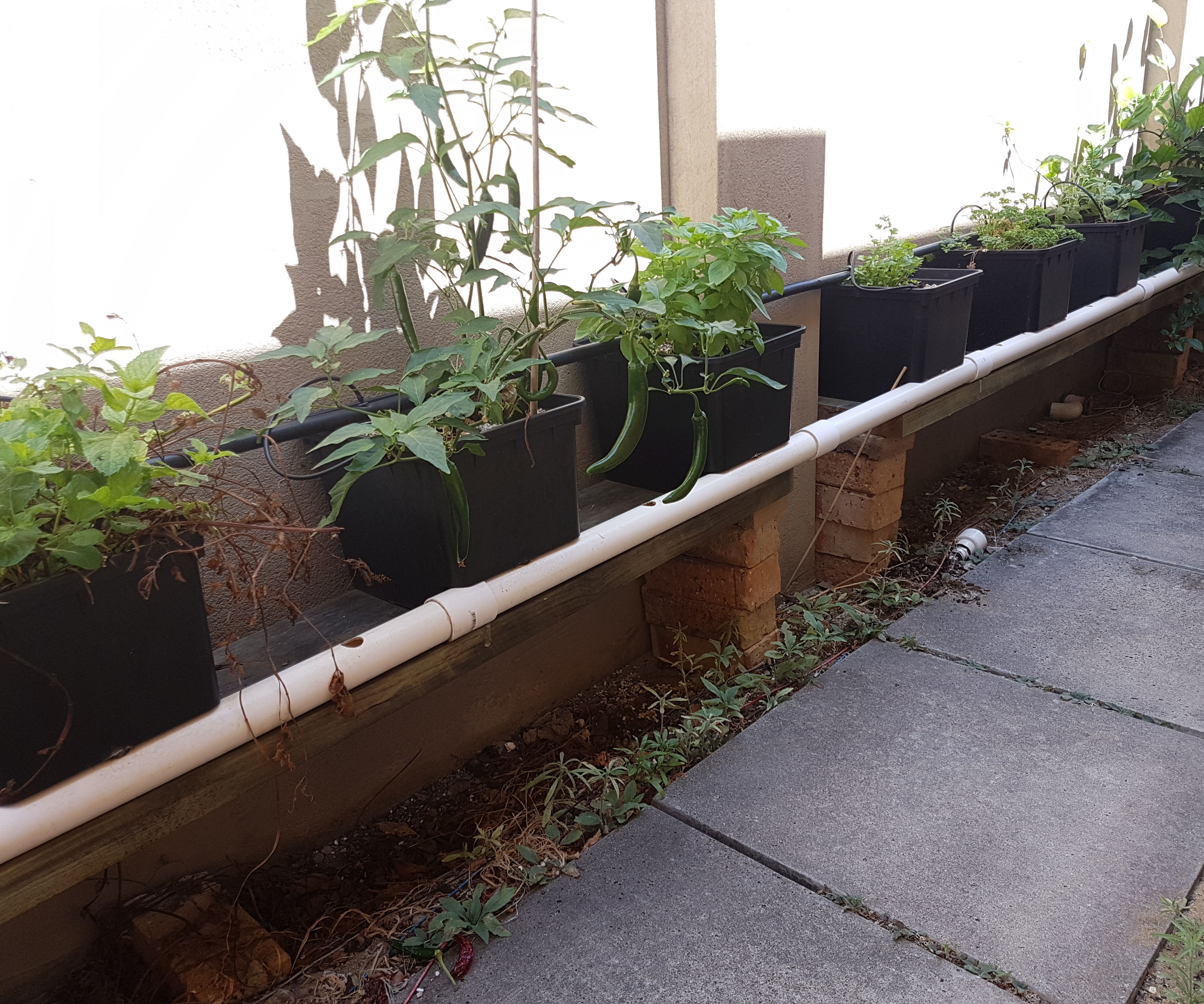 Herb Garden Between Wall Piers