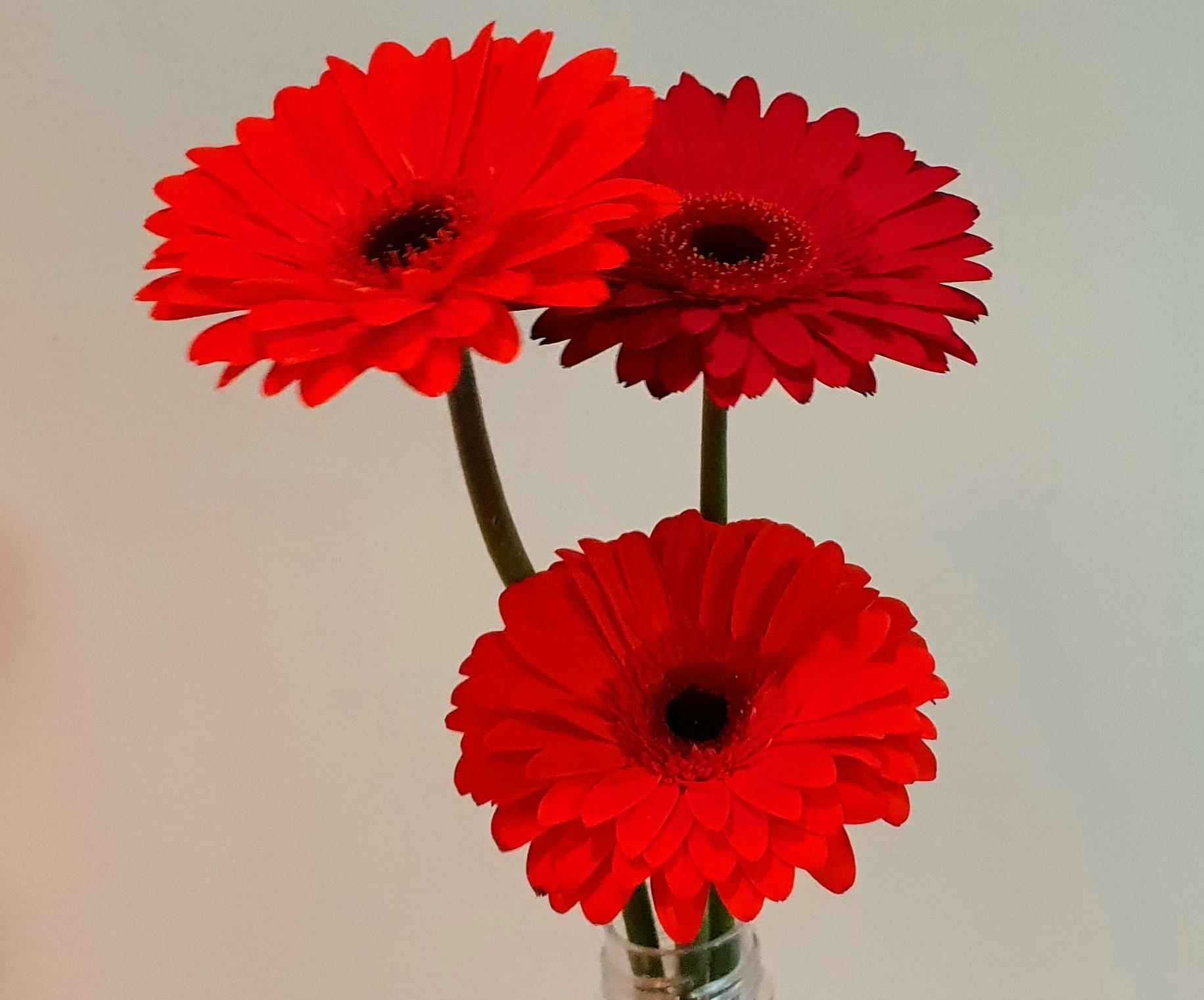 Growing Gerberas Daisys on a Balcony (Cheaply)