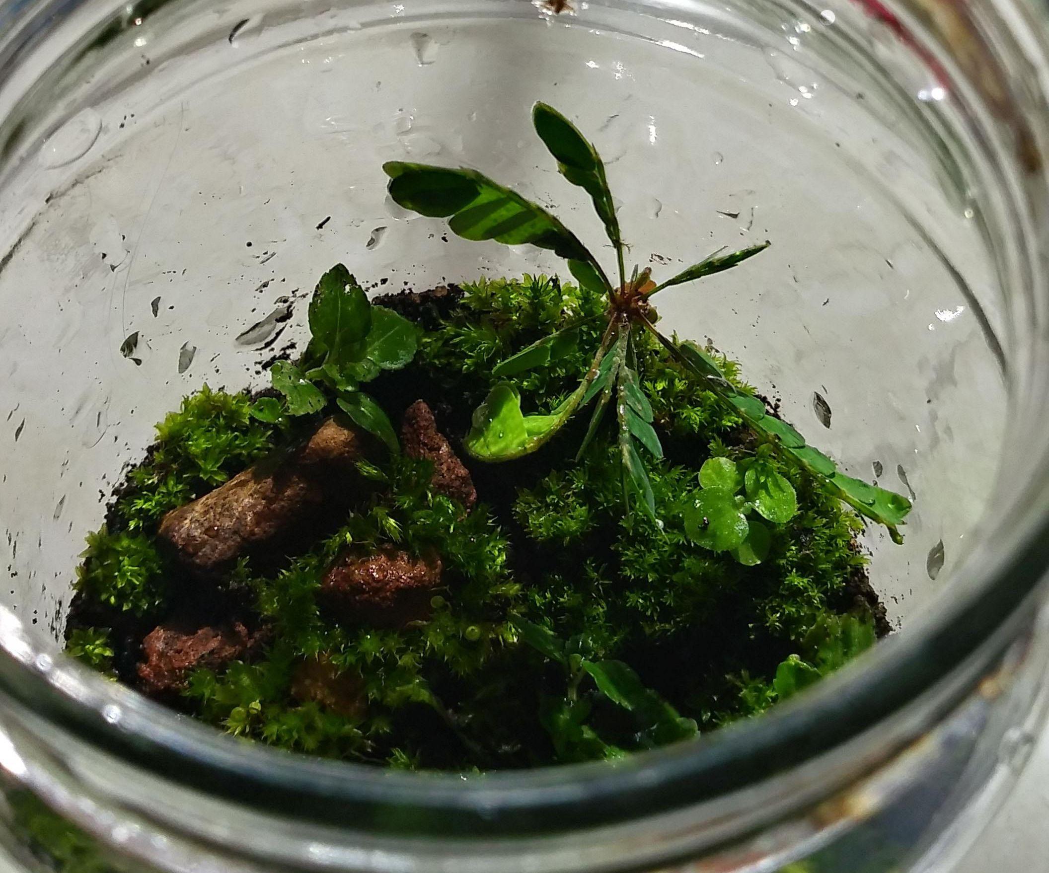 Mason Jar Terrarium