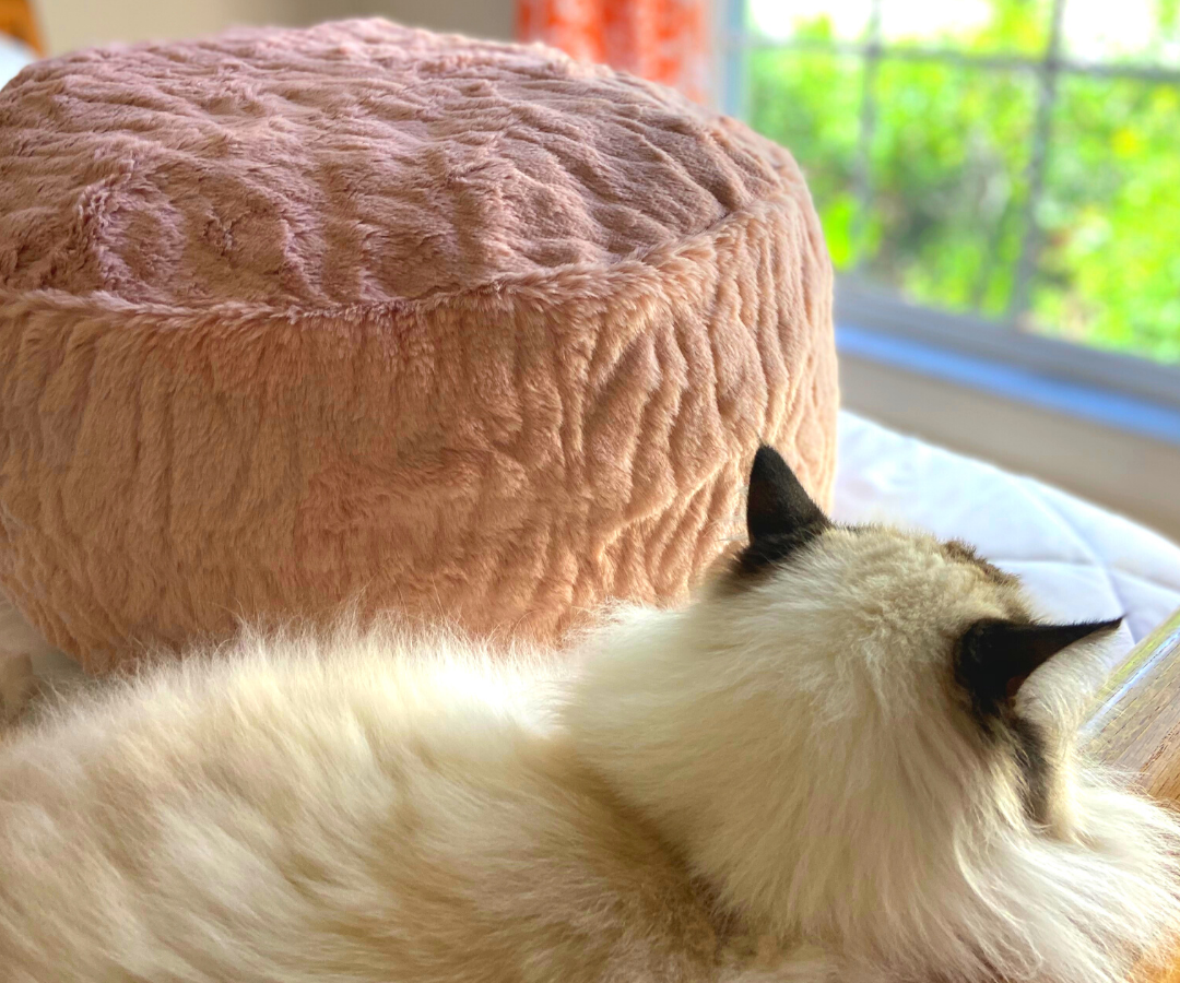 DIY Bean Bag Chair for Pets 