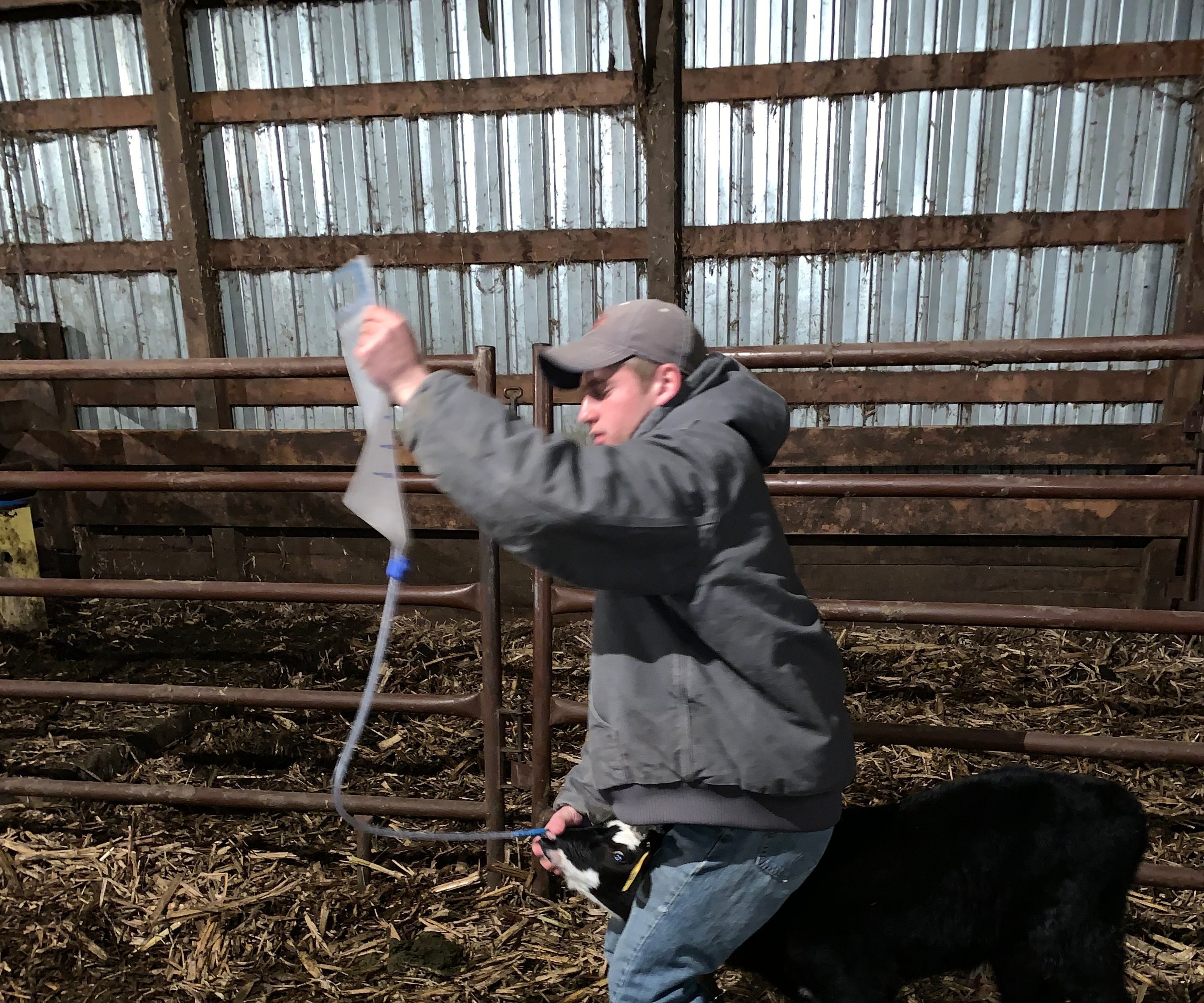 Tube Feeding a Calf