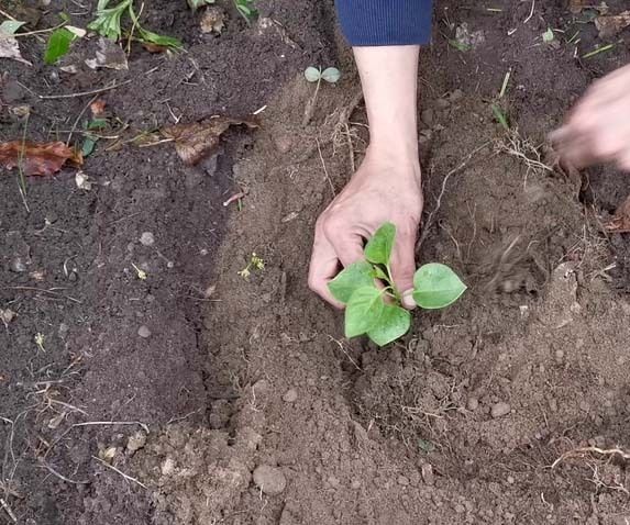 Den Flieder Umpflanzen 