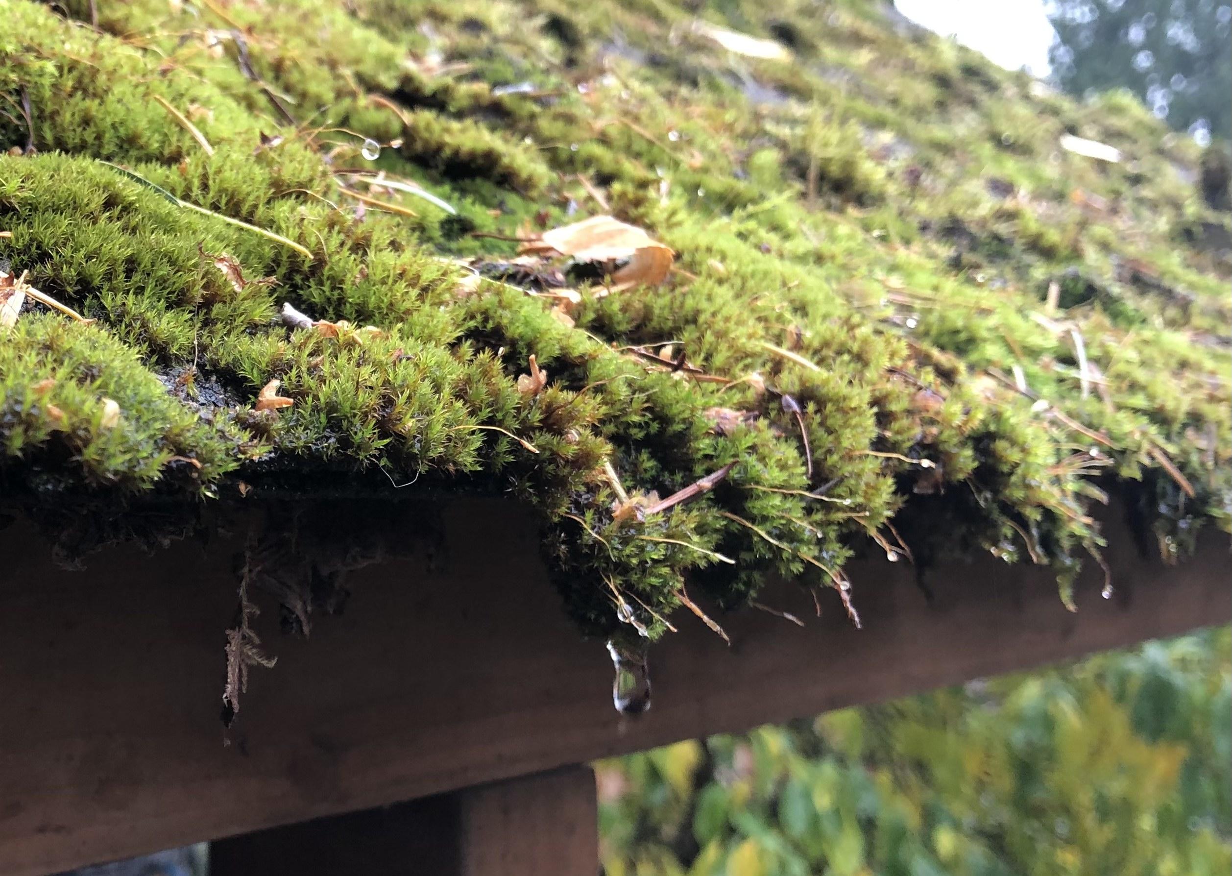 Control Moss With Laundry Detergent