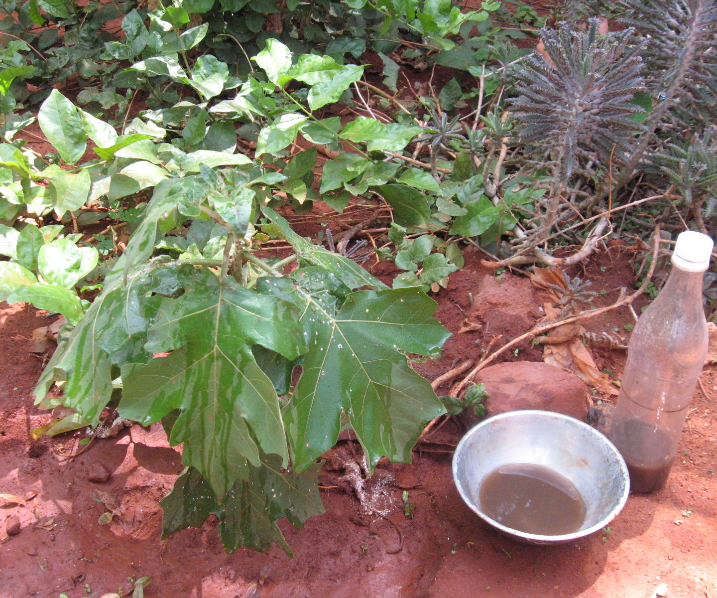 Home-made Organic Ant Repellent