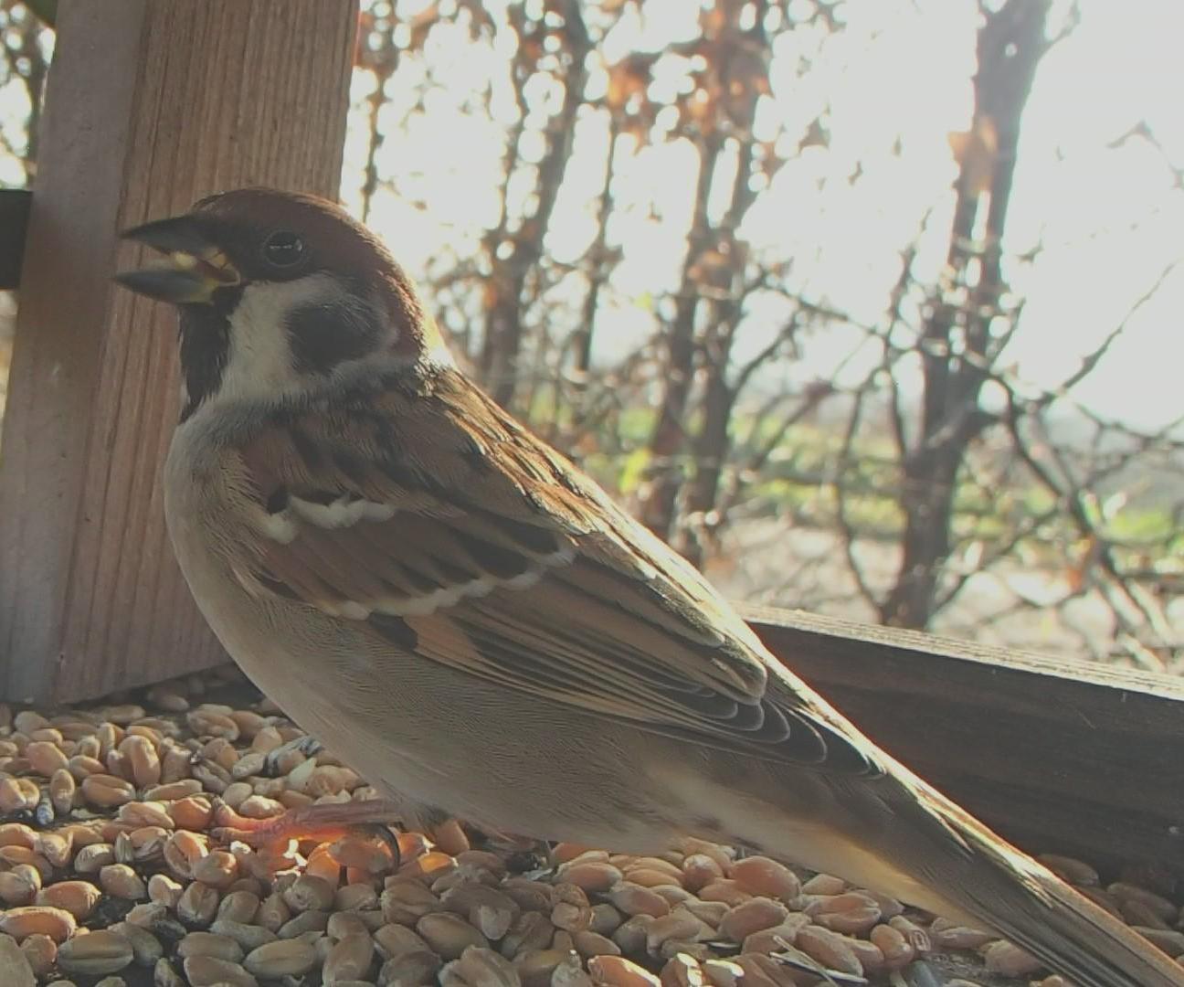 Taking photos of birds in a bird feeder