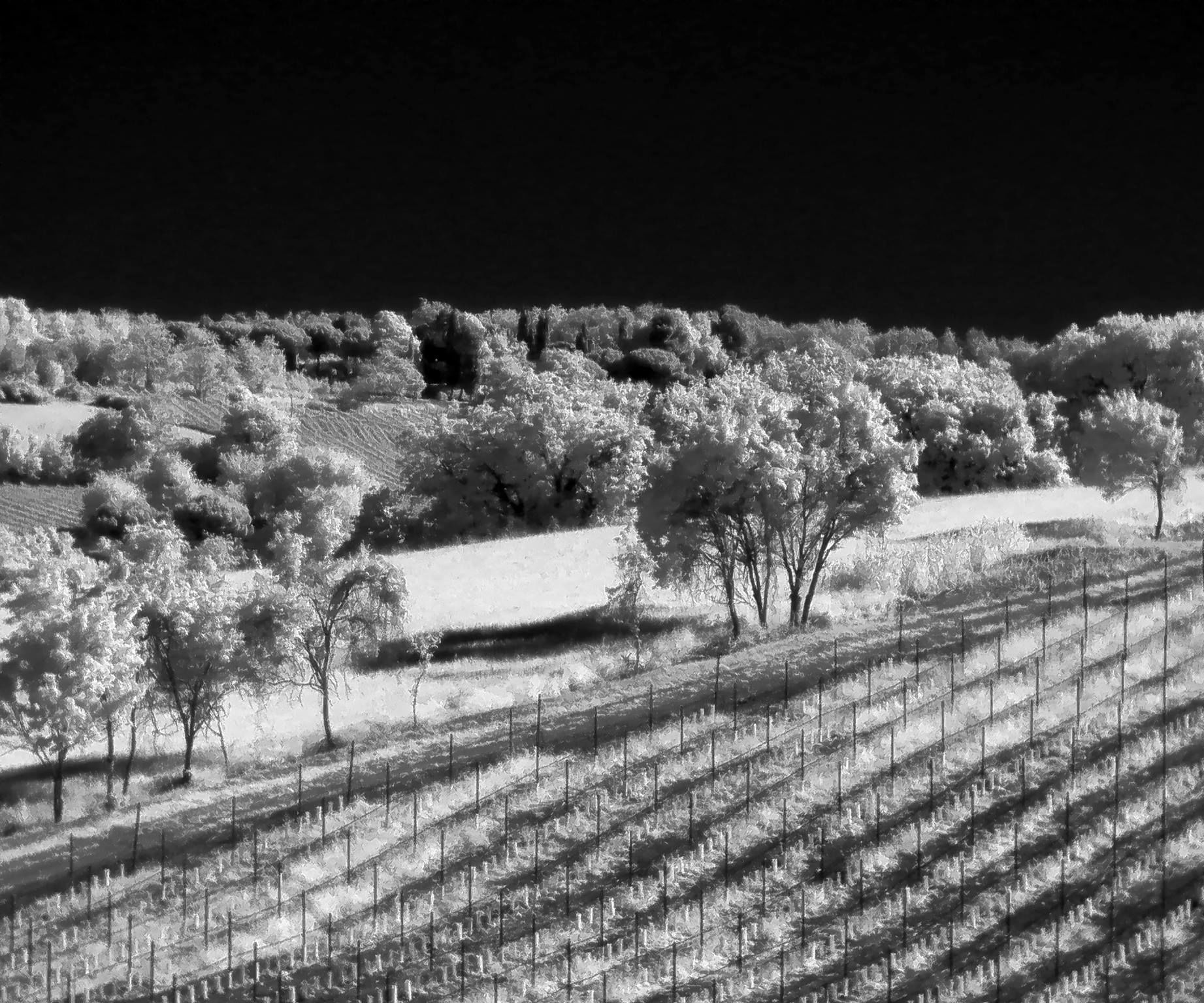 Cheap Infrared Photography