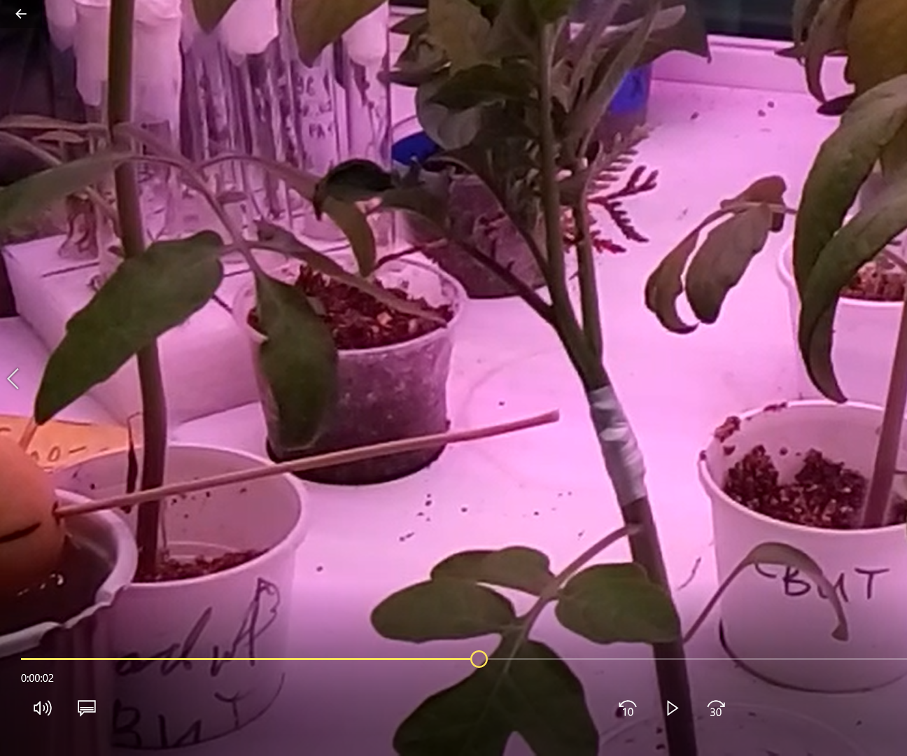 Картофель + Томат = Помитошка