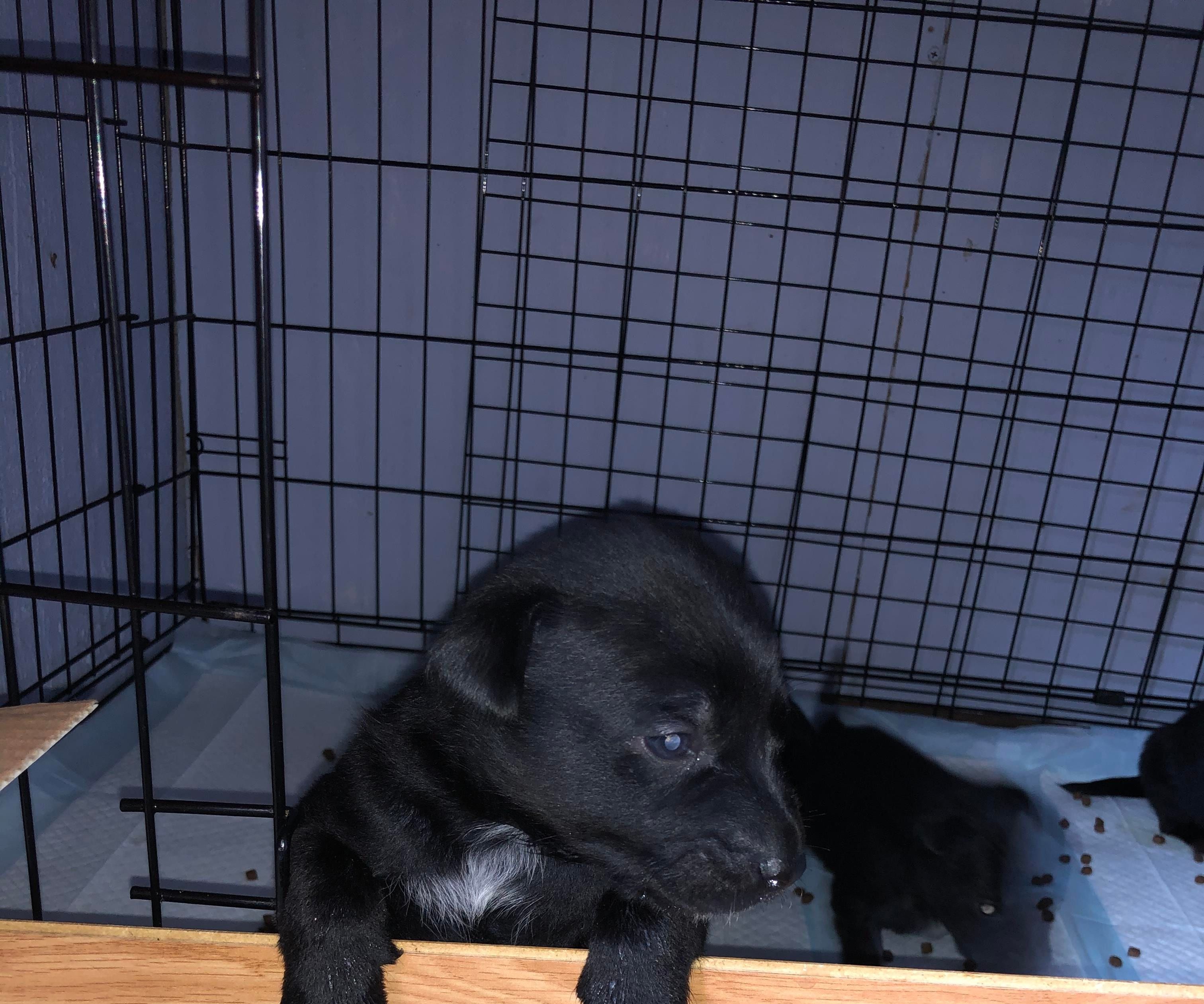 How to Care for a Litter of Puppies