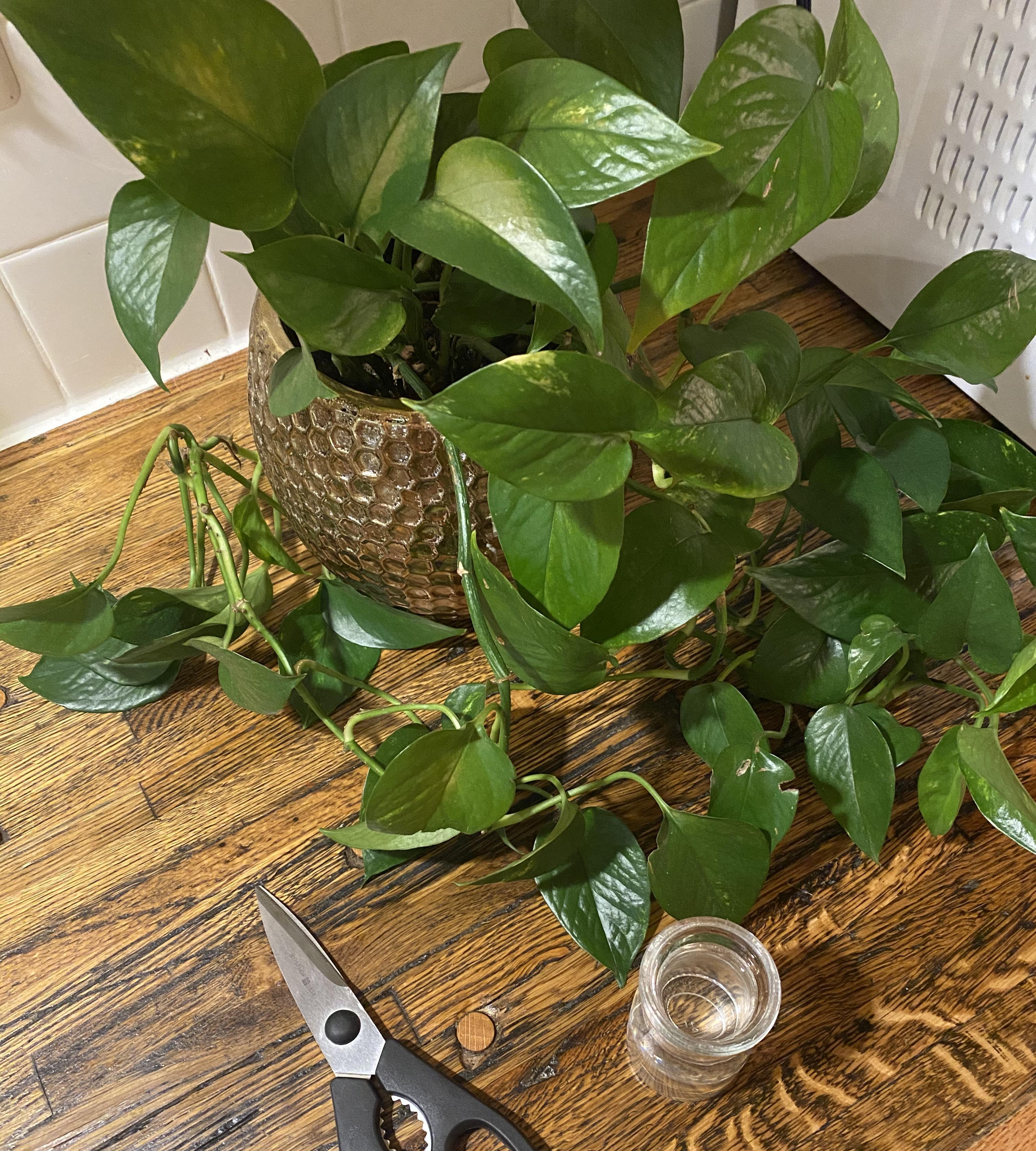 How to Propagate an Aroid Houseplant