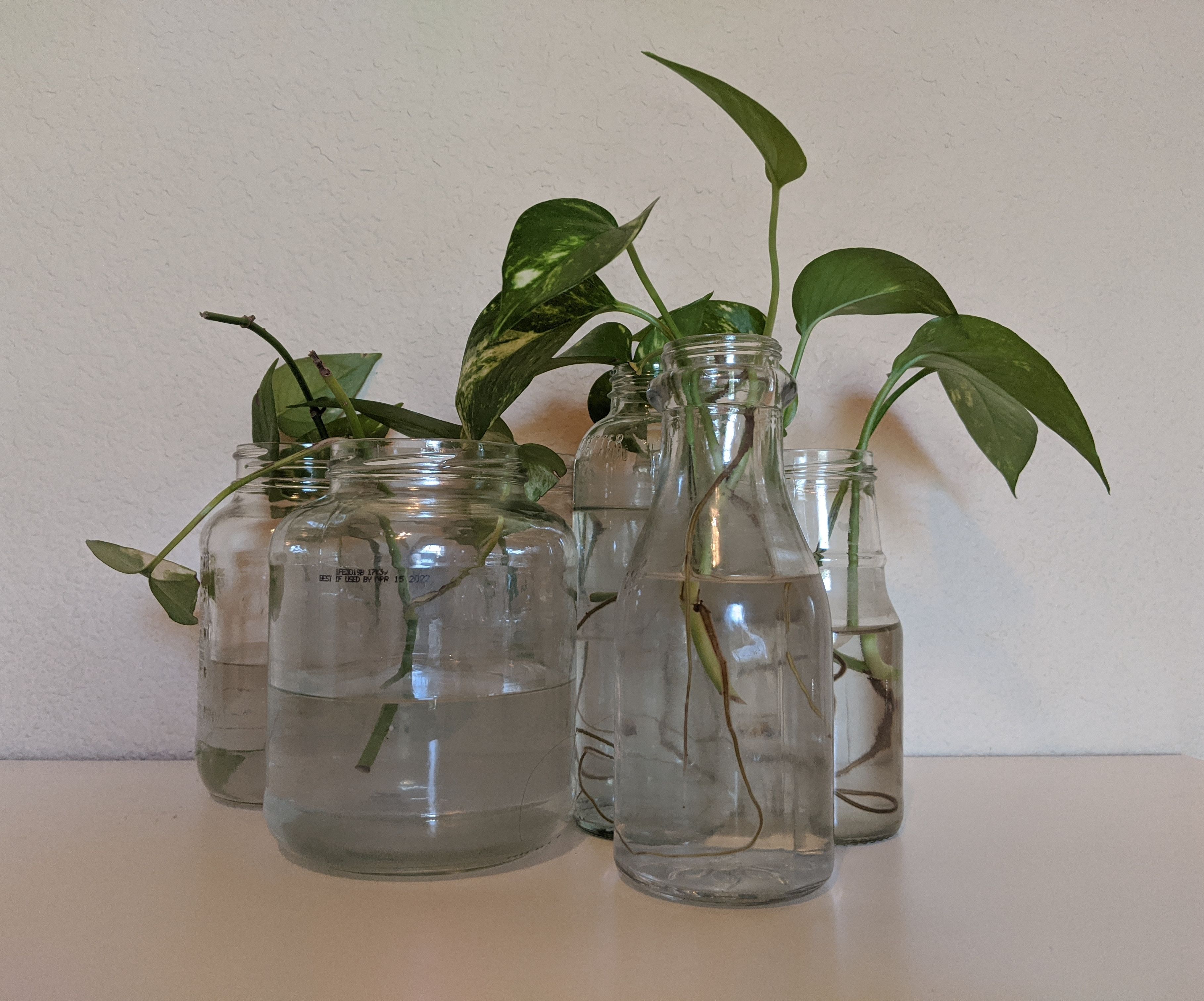 Cultivate Plant Clippings in Recycled Glass Bottles!