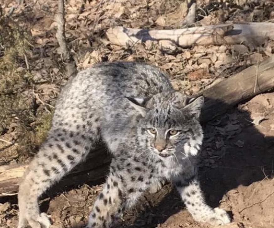 Chatter Box Predator Decoy