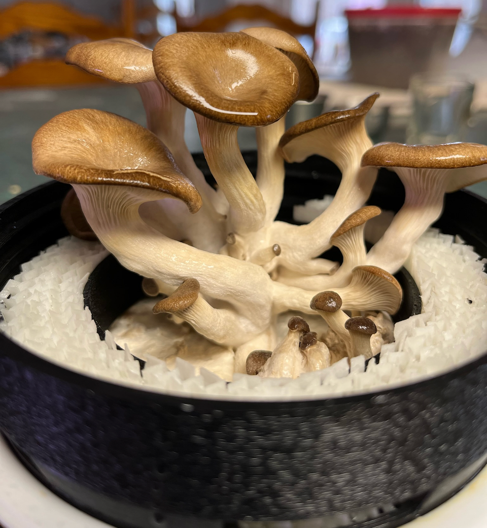 Grow Mushrooms at Home