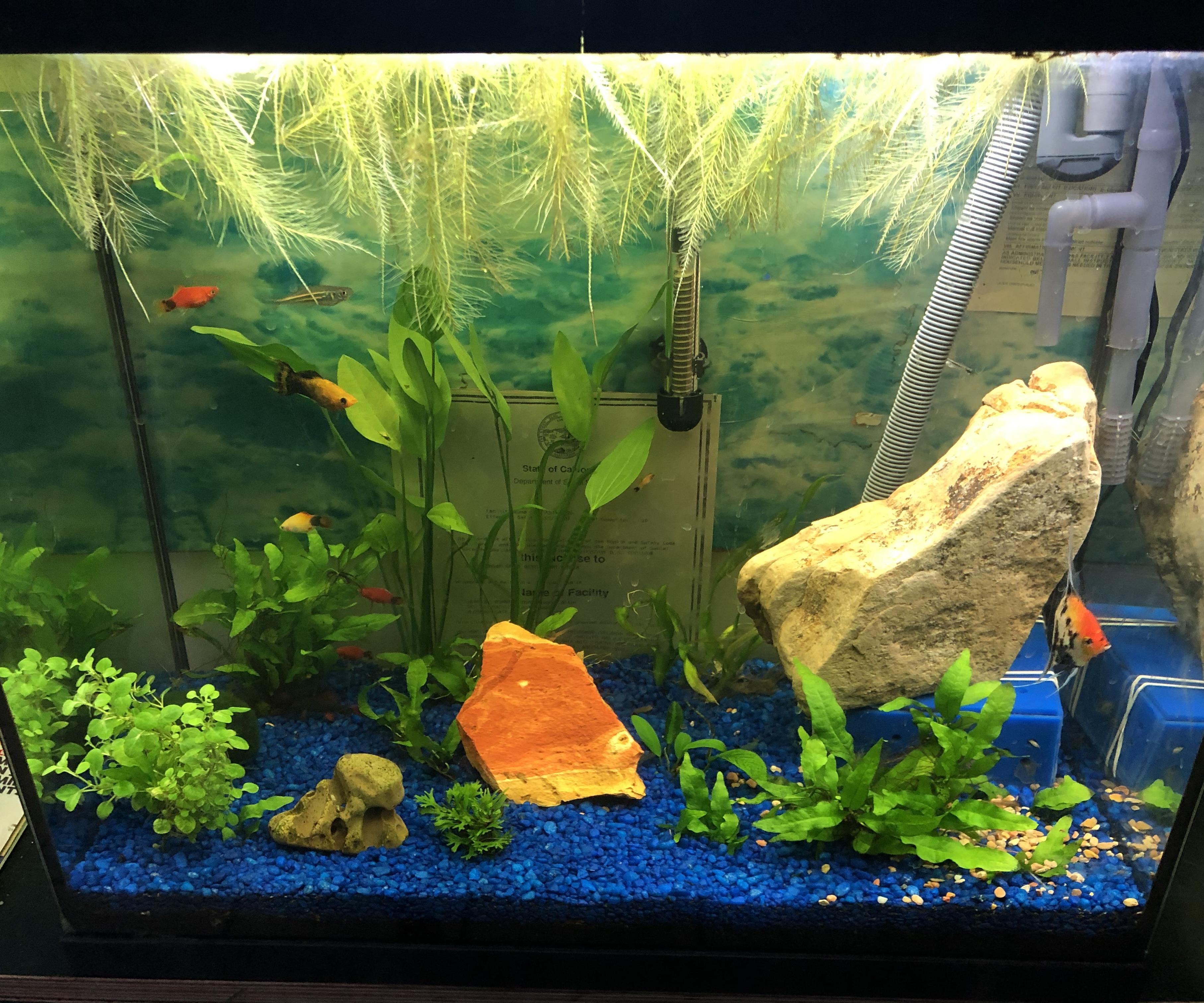 Low Maintenance Planted Aquarium