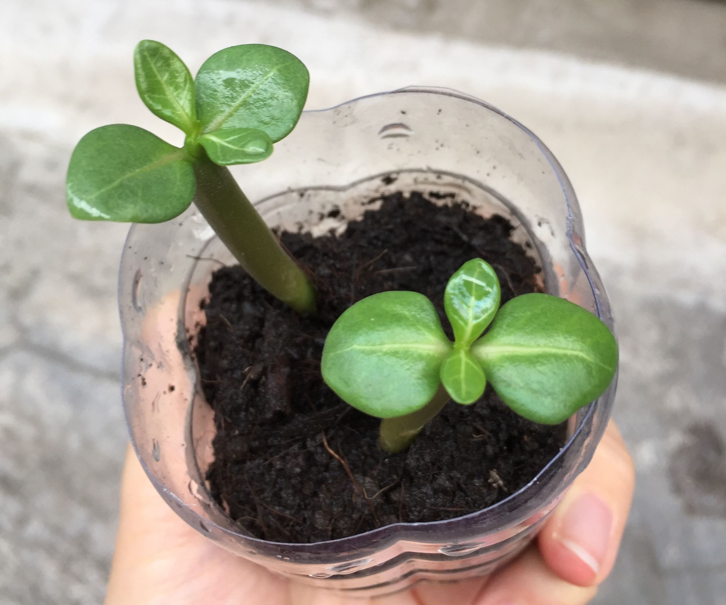 Start Desert Rose From Seeds