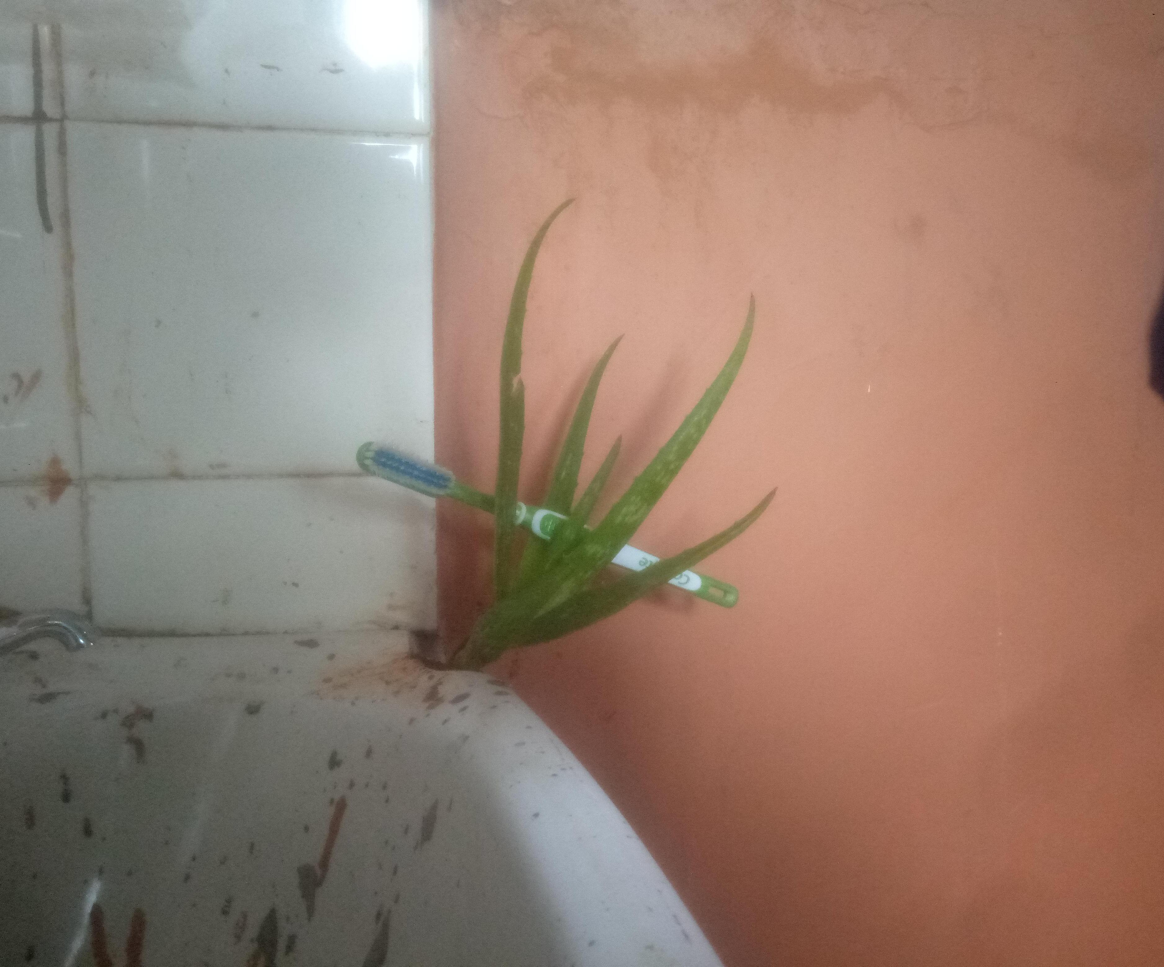 Making Plants Functional (Aloe Vera Holds a Toothbrush in the Corner of Broken Sink)