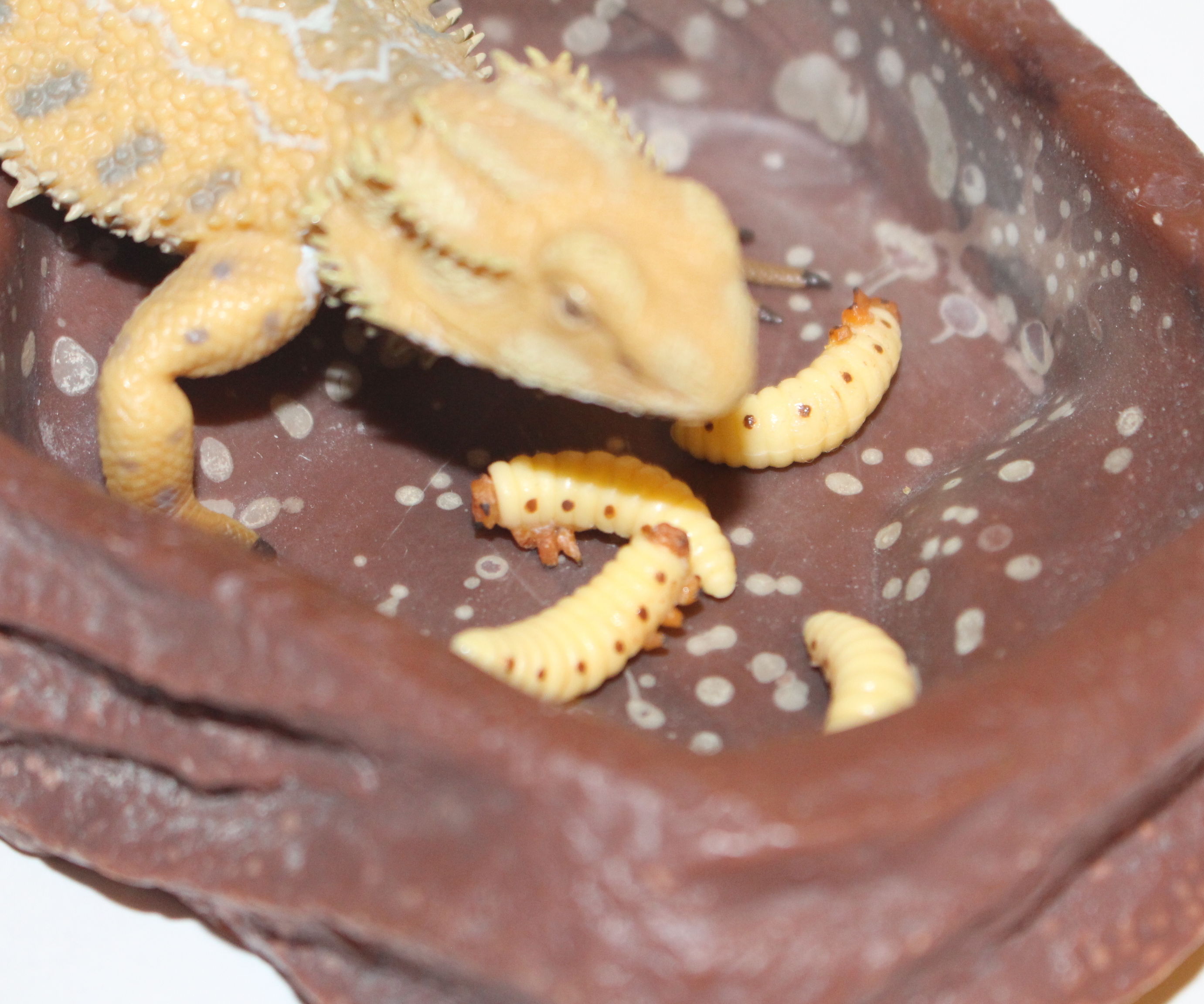 Create a Realistic Fake Waxworm