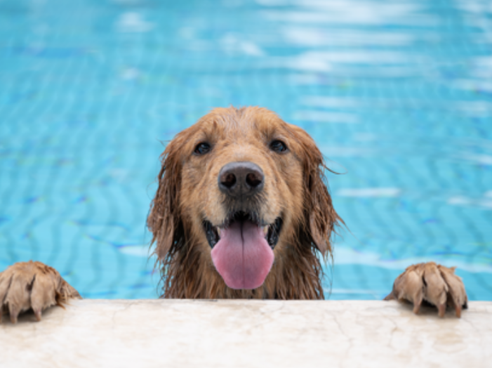 Monitoring the Needs and Desires of the Dog