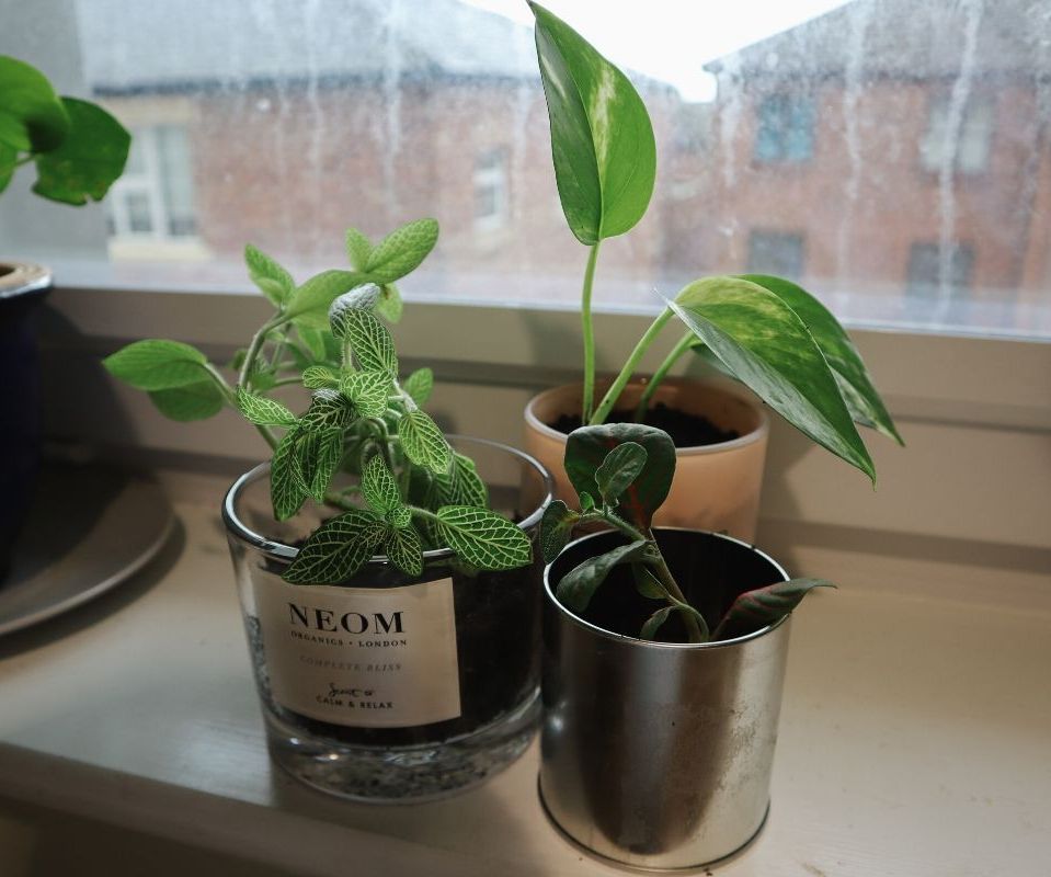 Up-cycled Candle Plant Pots