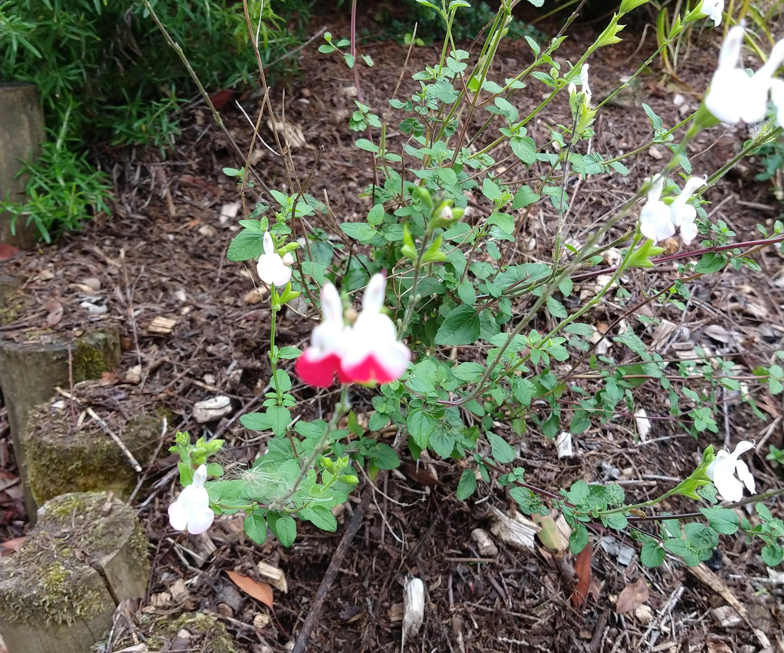 Taking Cuttings - Plants for (almost) Free
