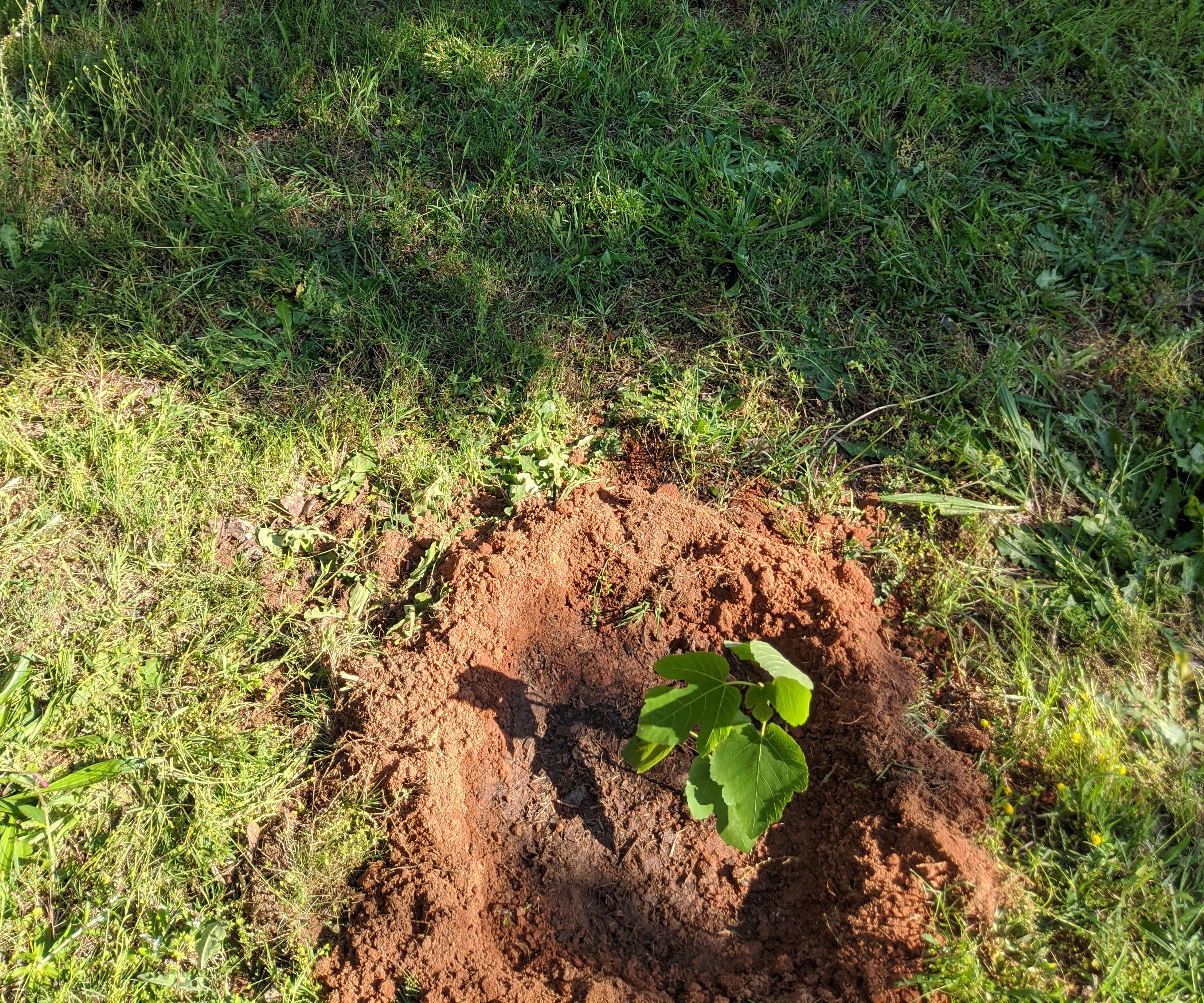 Planting Fig Tree Offshoots