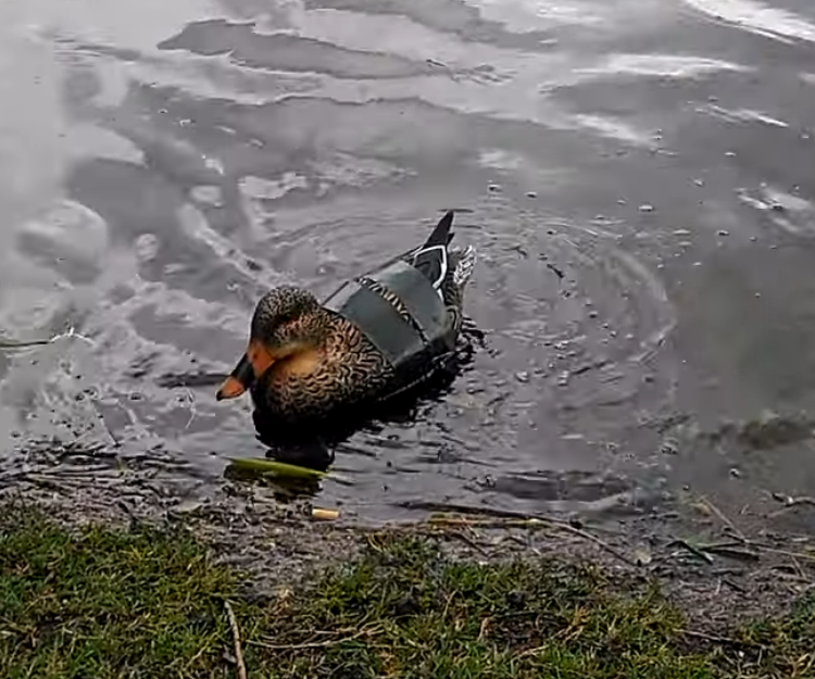 RC Sonar Rubber Duck