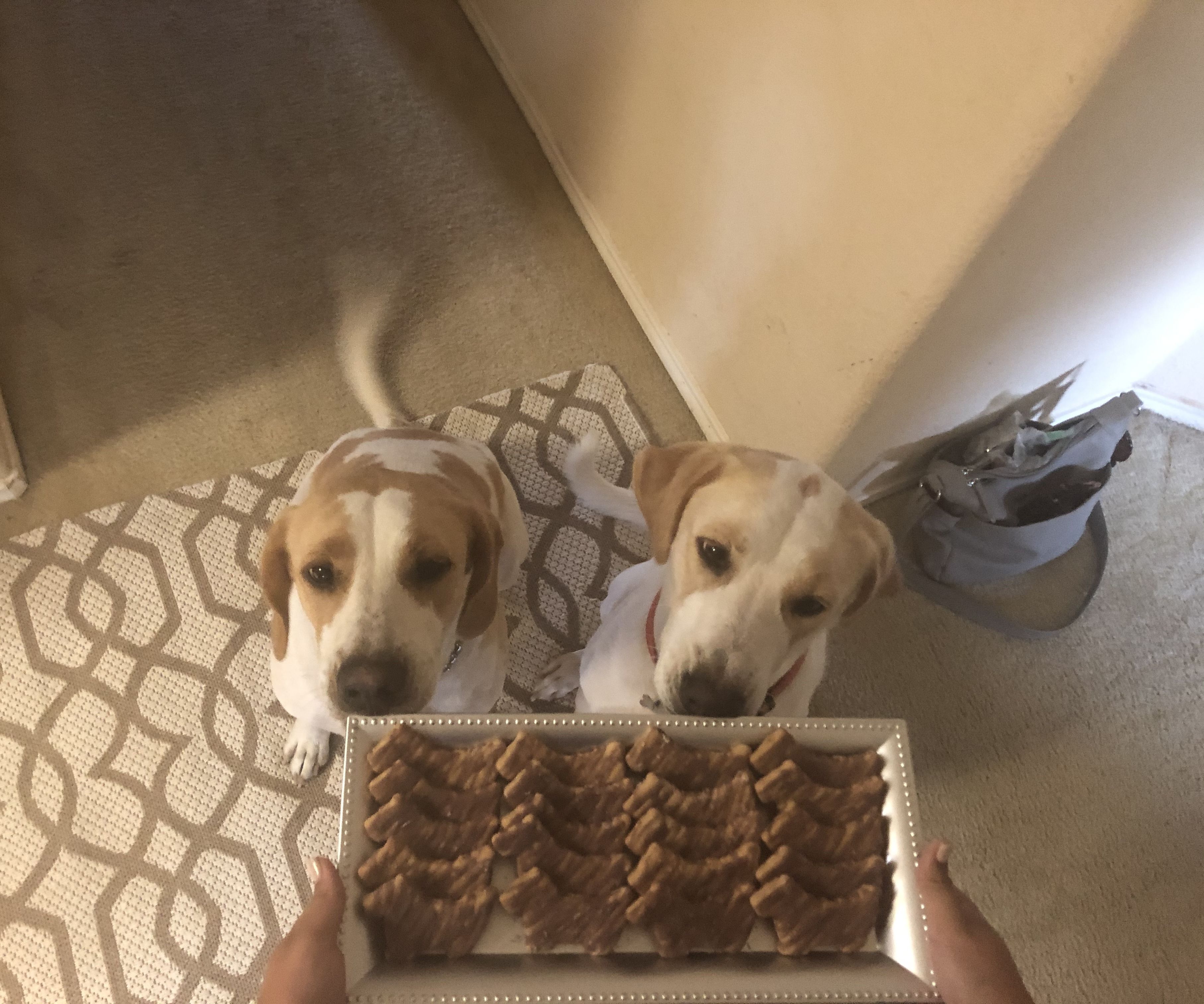 Yummy Violet Dog Treat