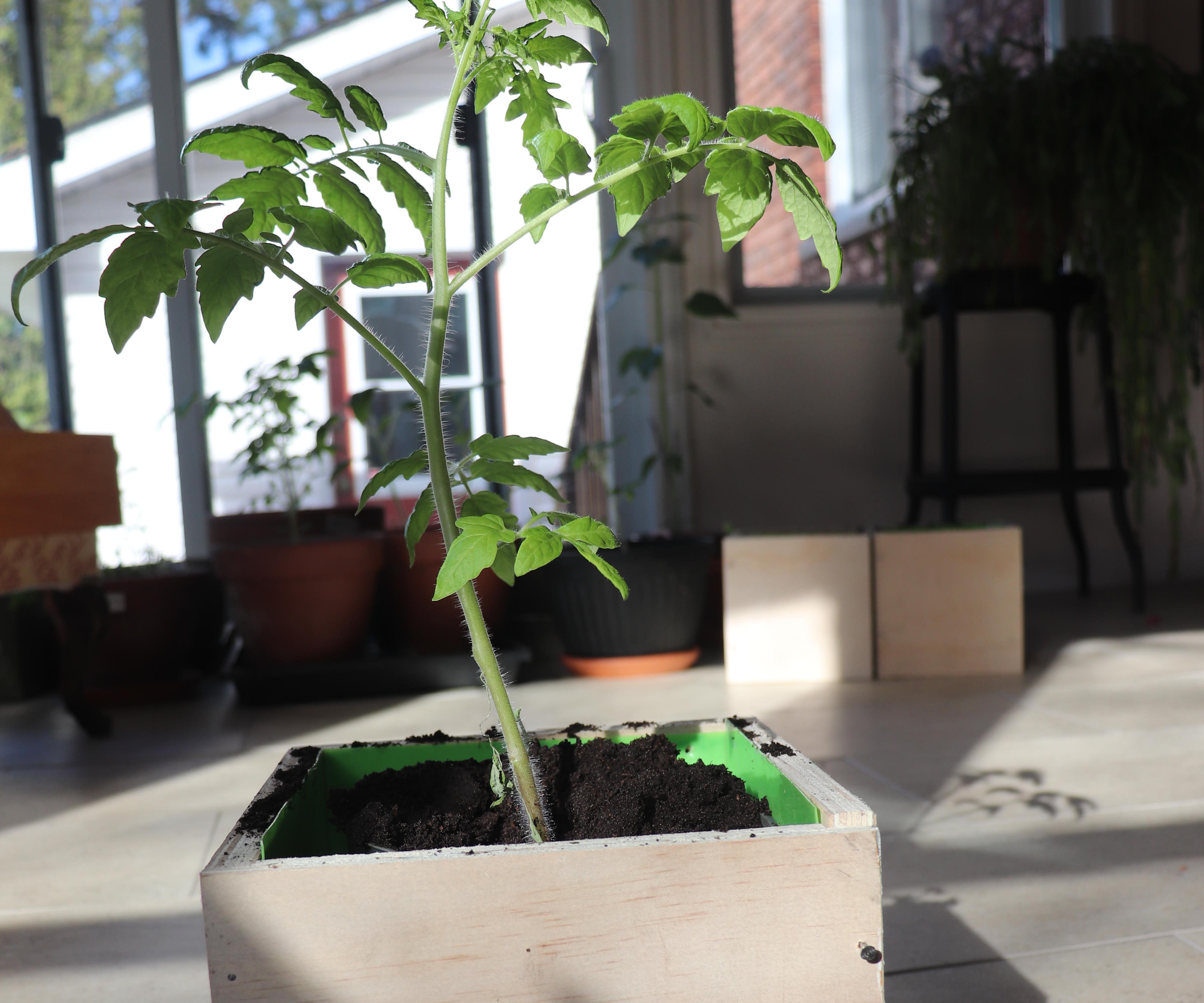 Easy Release Transfer Planter