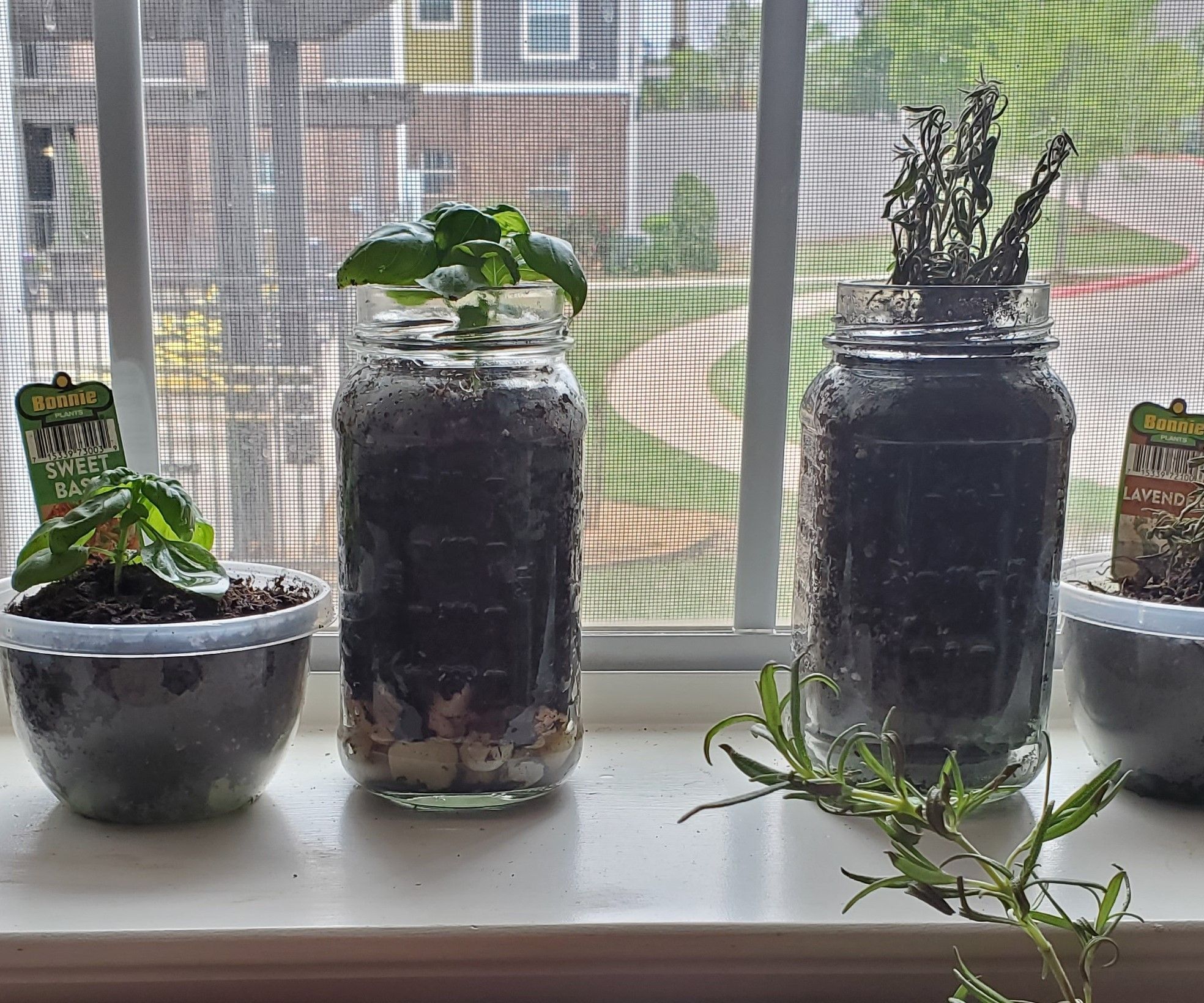 Windowsill Mason Jar Herb Garden