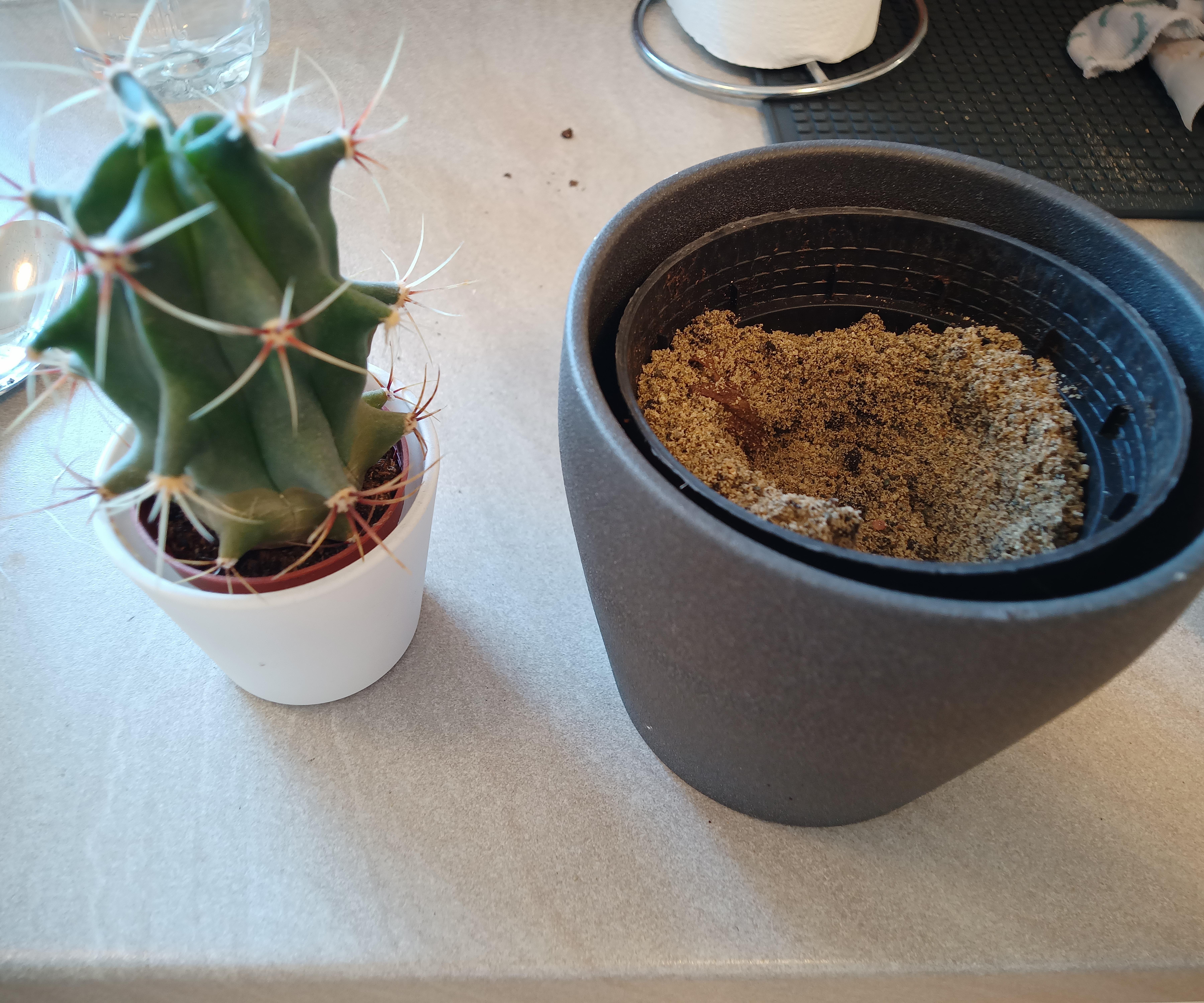 Easy Cactus Repotting