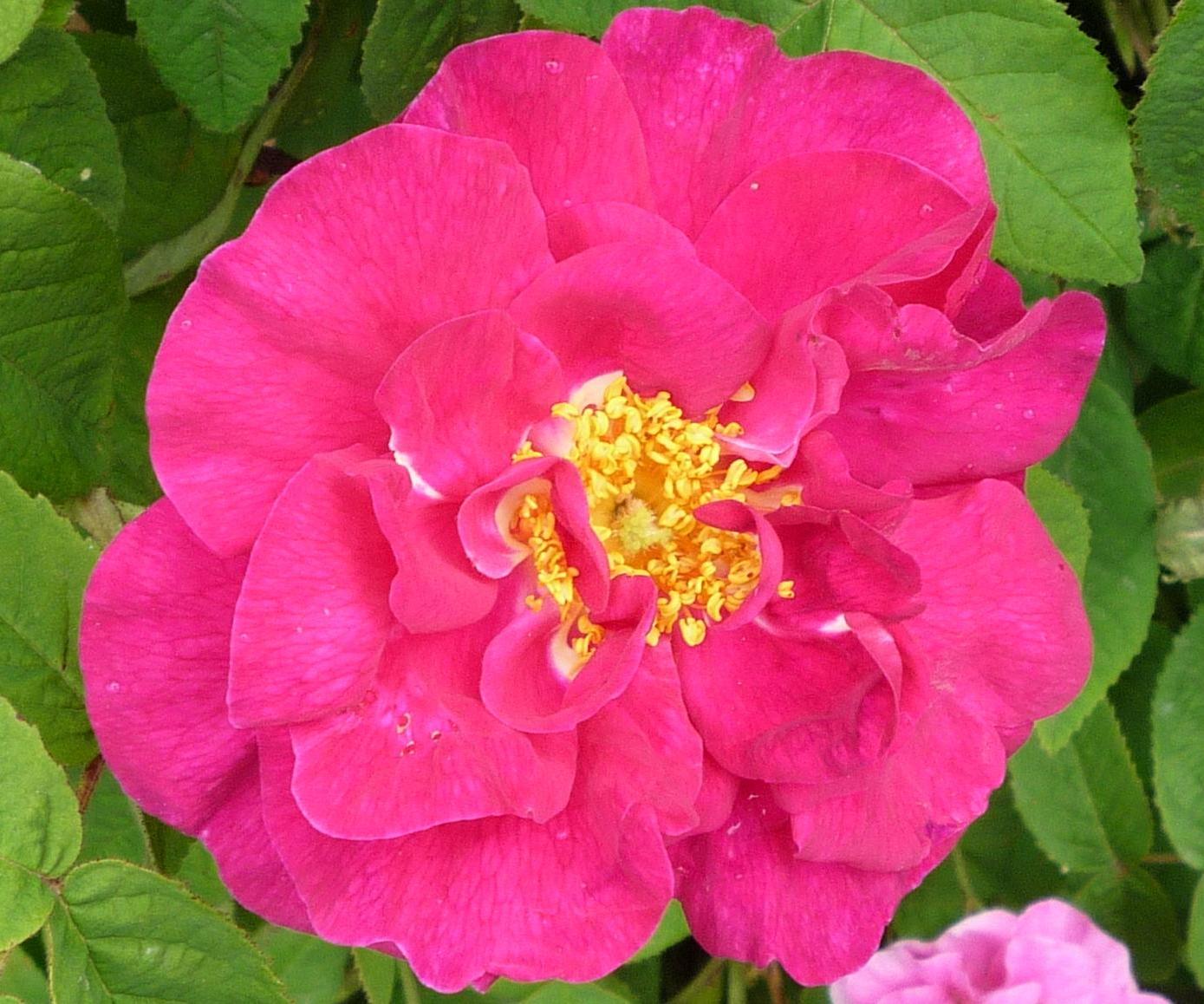 Making Rose Petal Perfume  - the Red Rose of Lancaster 