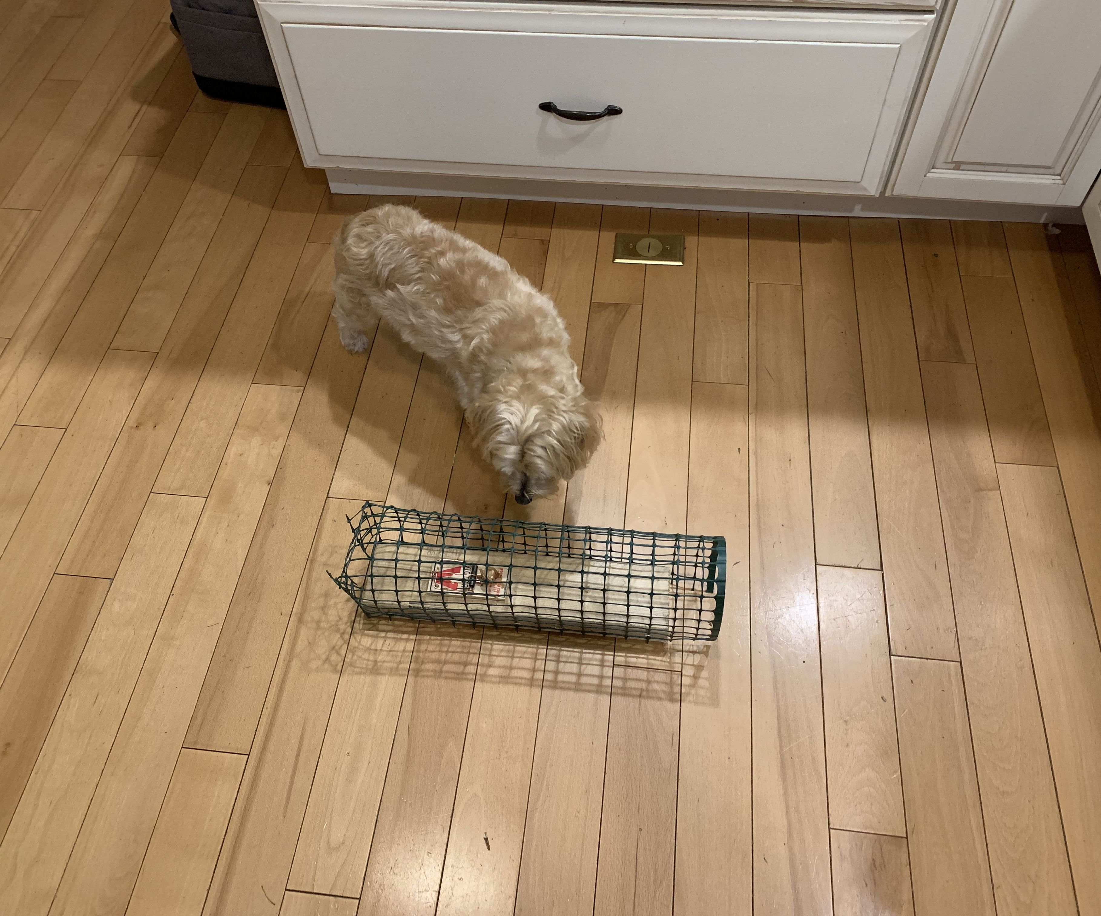 Making Mouse Traps Safe