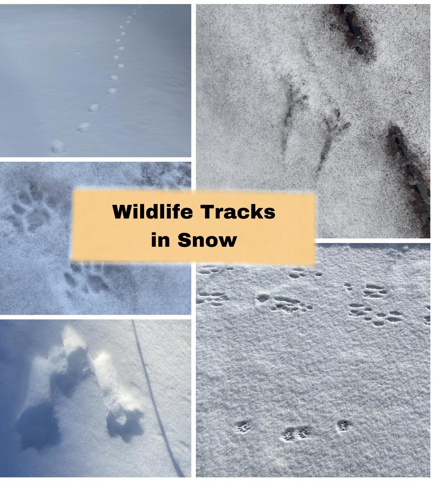 Identifying Wildlife Tracks