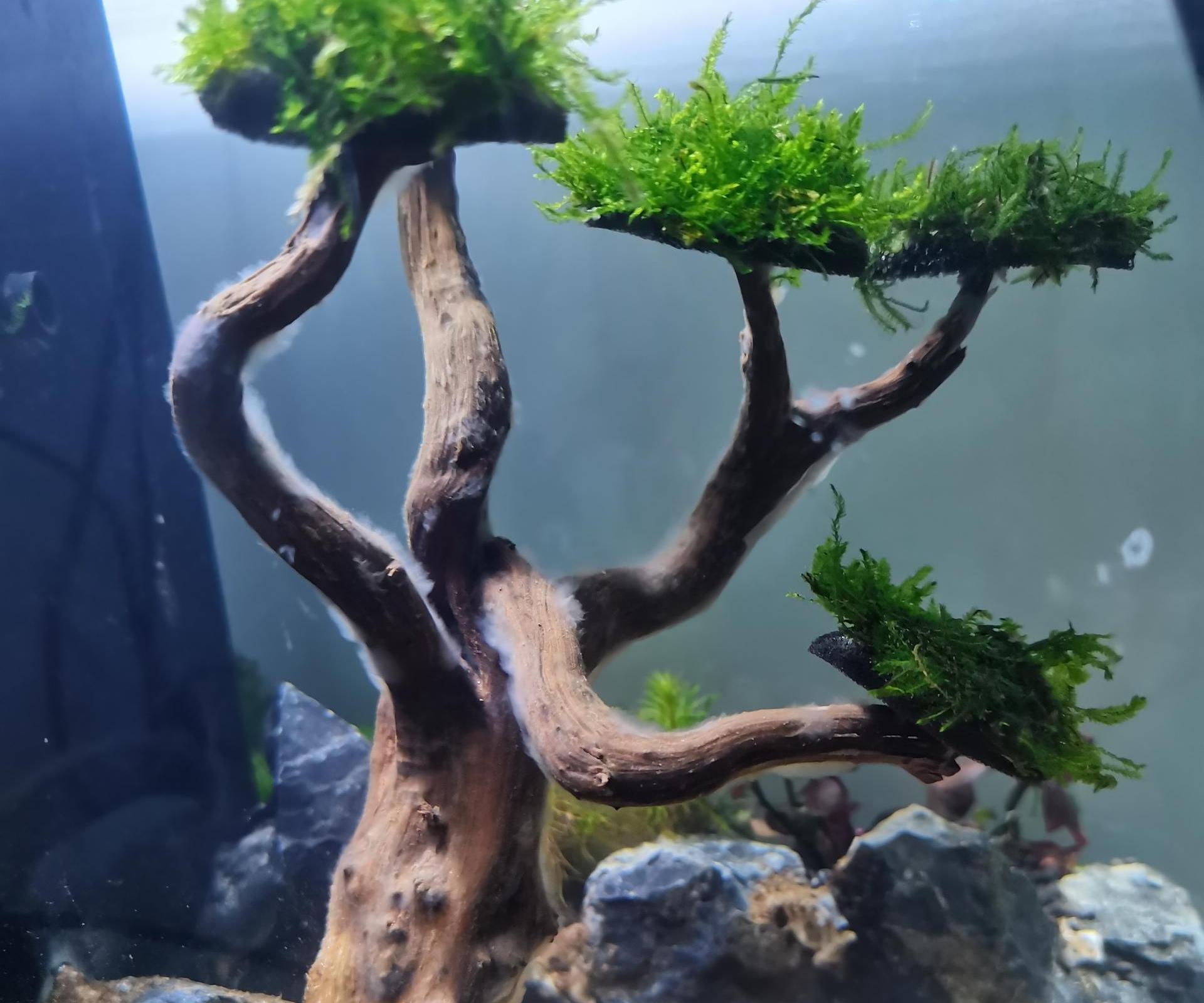 Make a Small Aquascape Within 2 Hours