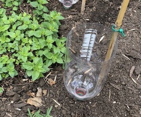 Easy Rain-Catch Garden Irrigation