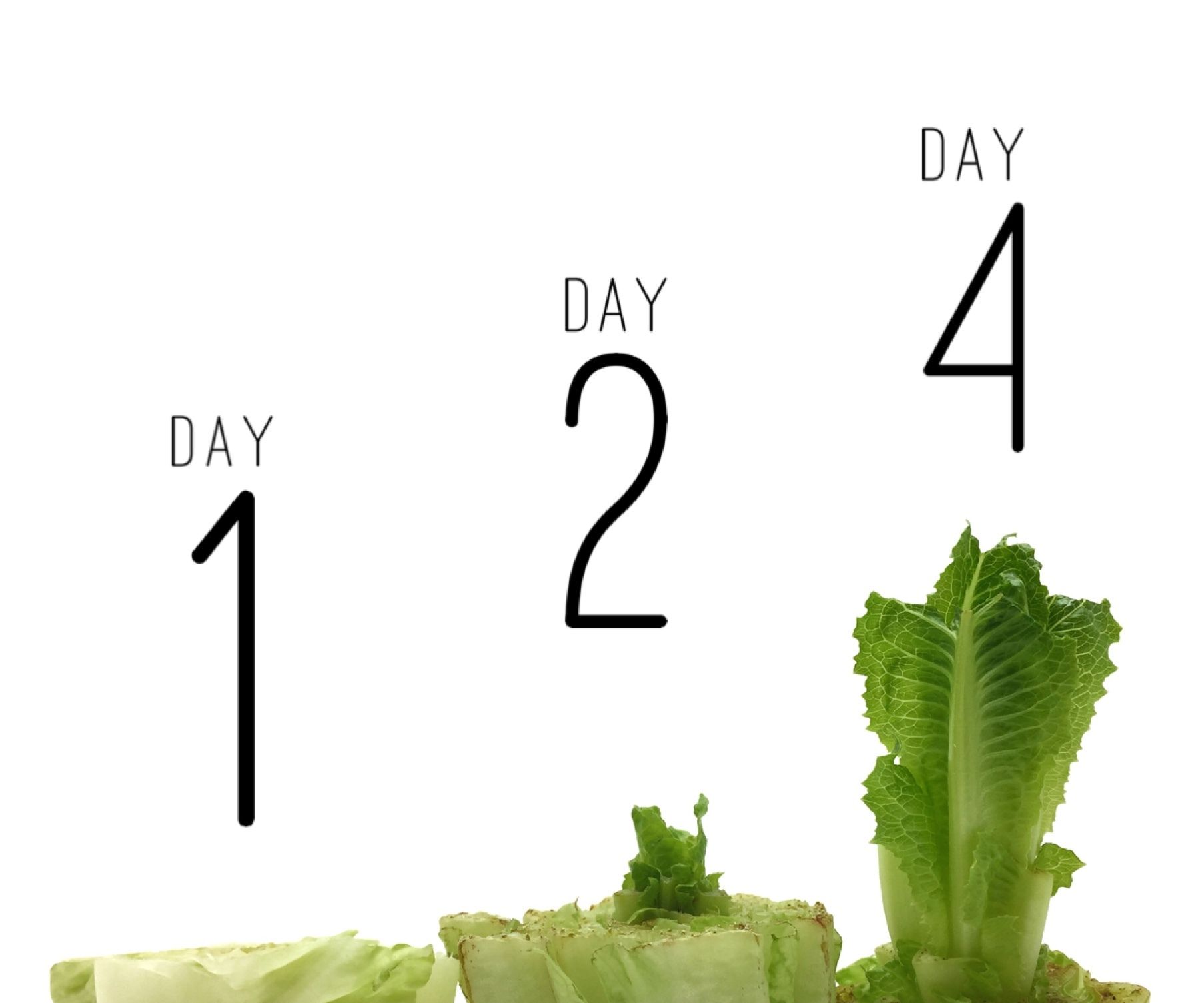 Starting a Scrap Garden