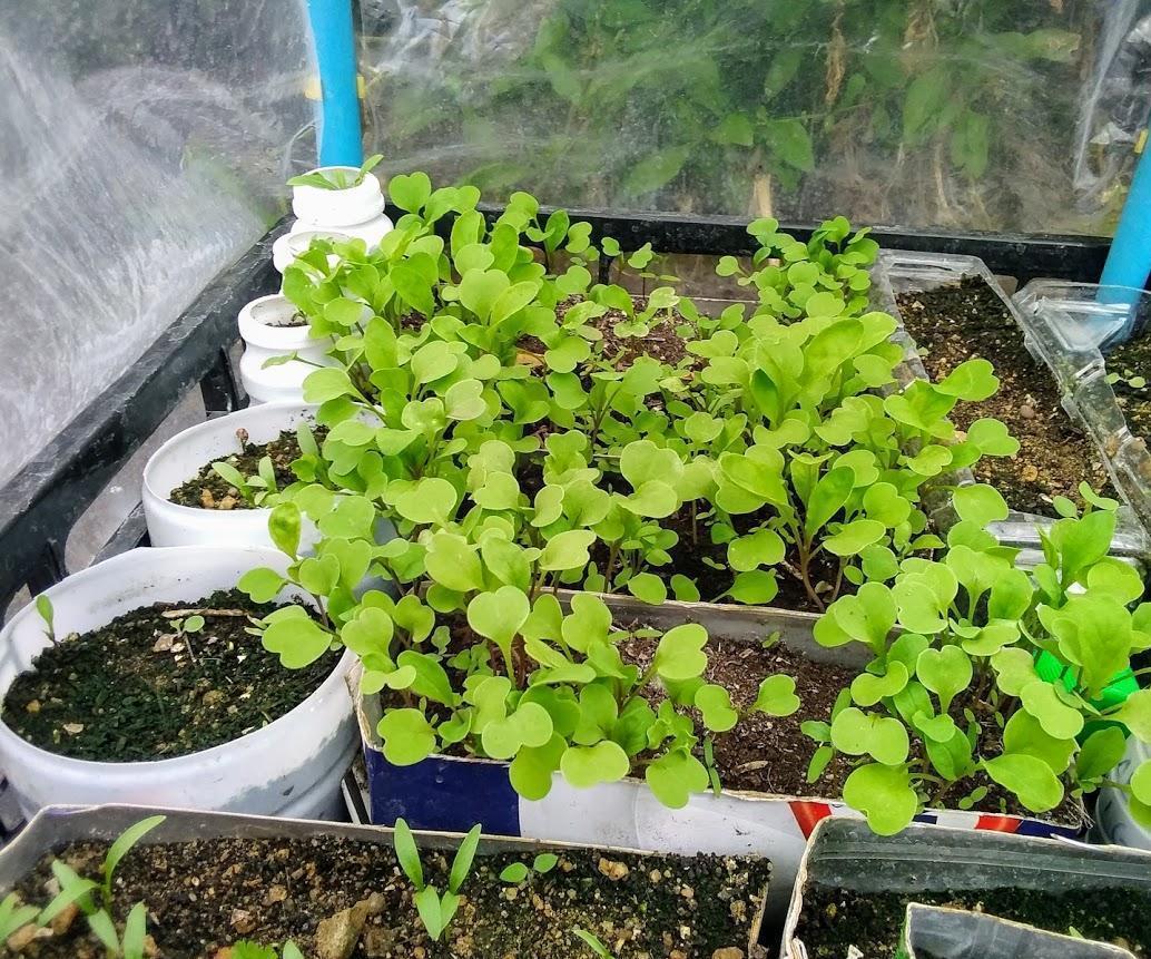 Low Cost Mini Greenhouse (100% Plastic) With Reused Materials