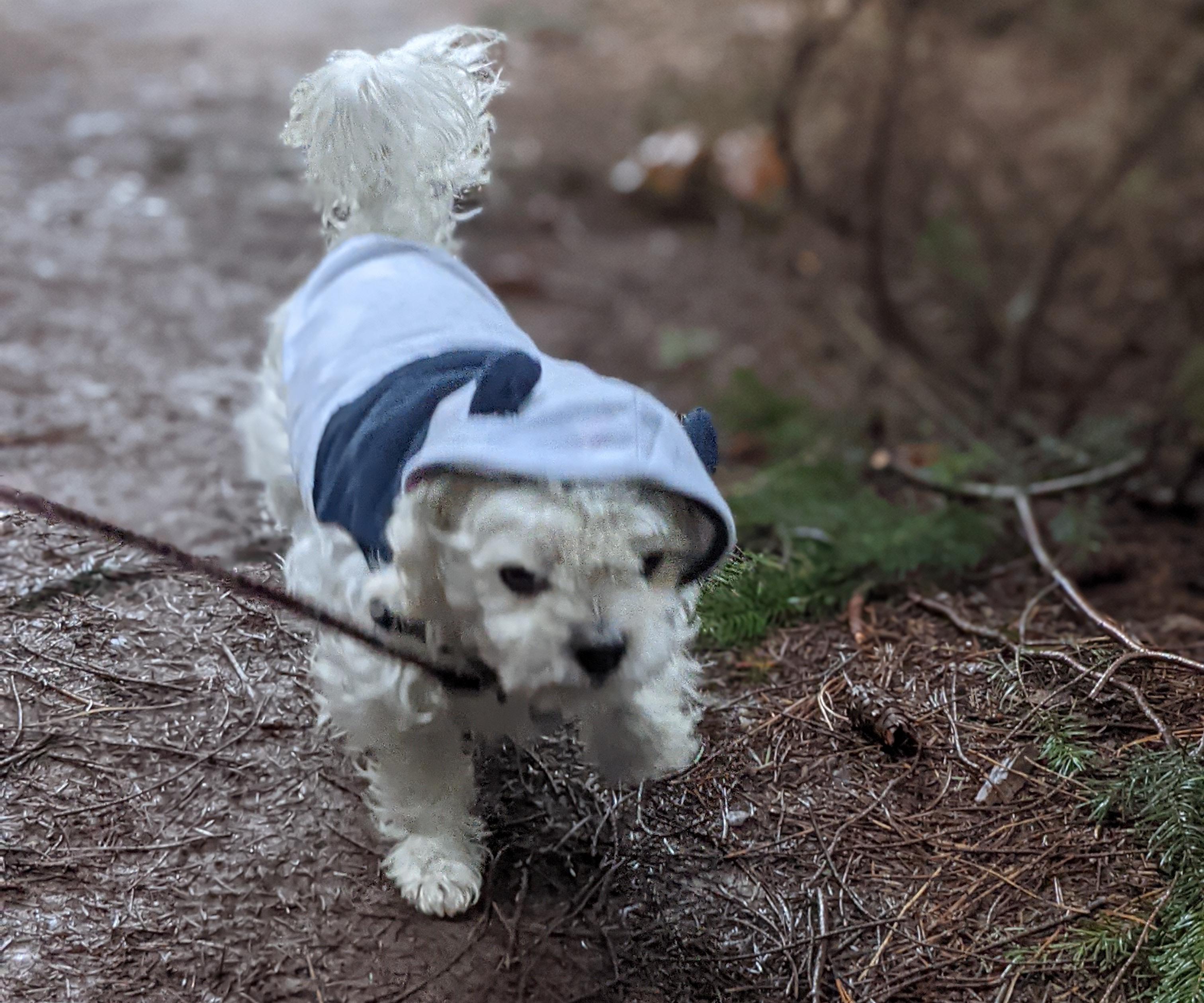 Panda Costume for Dogs From Scrap Cloth!