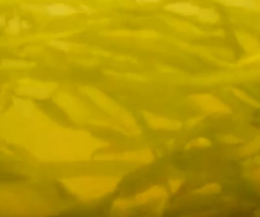 How to Propagate Submerged Aquatic Vegetation