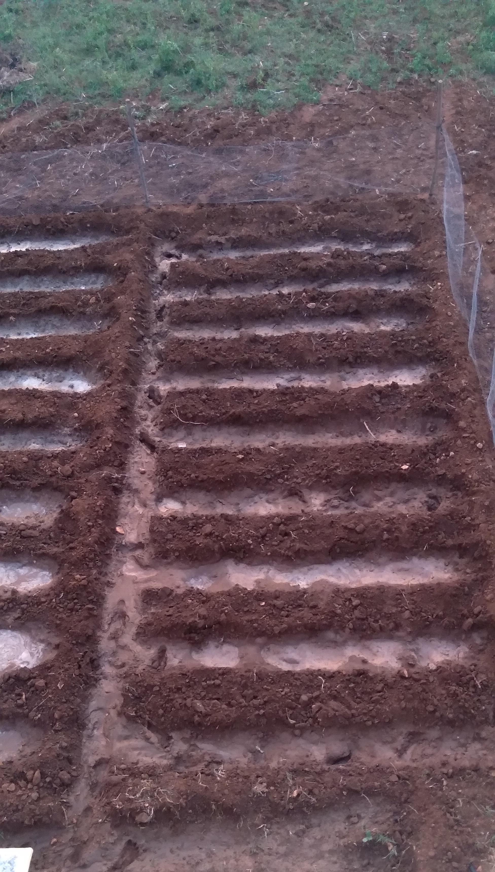 Vegetable Garden (Backside of My Home)