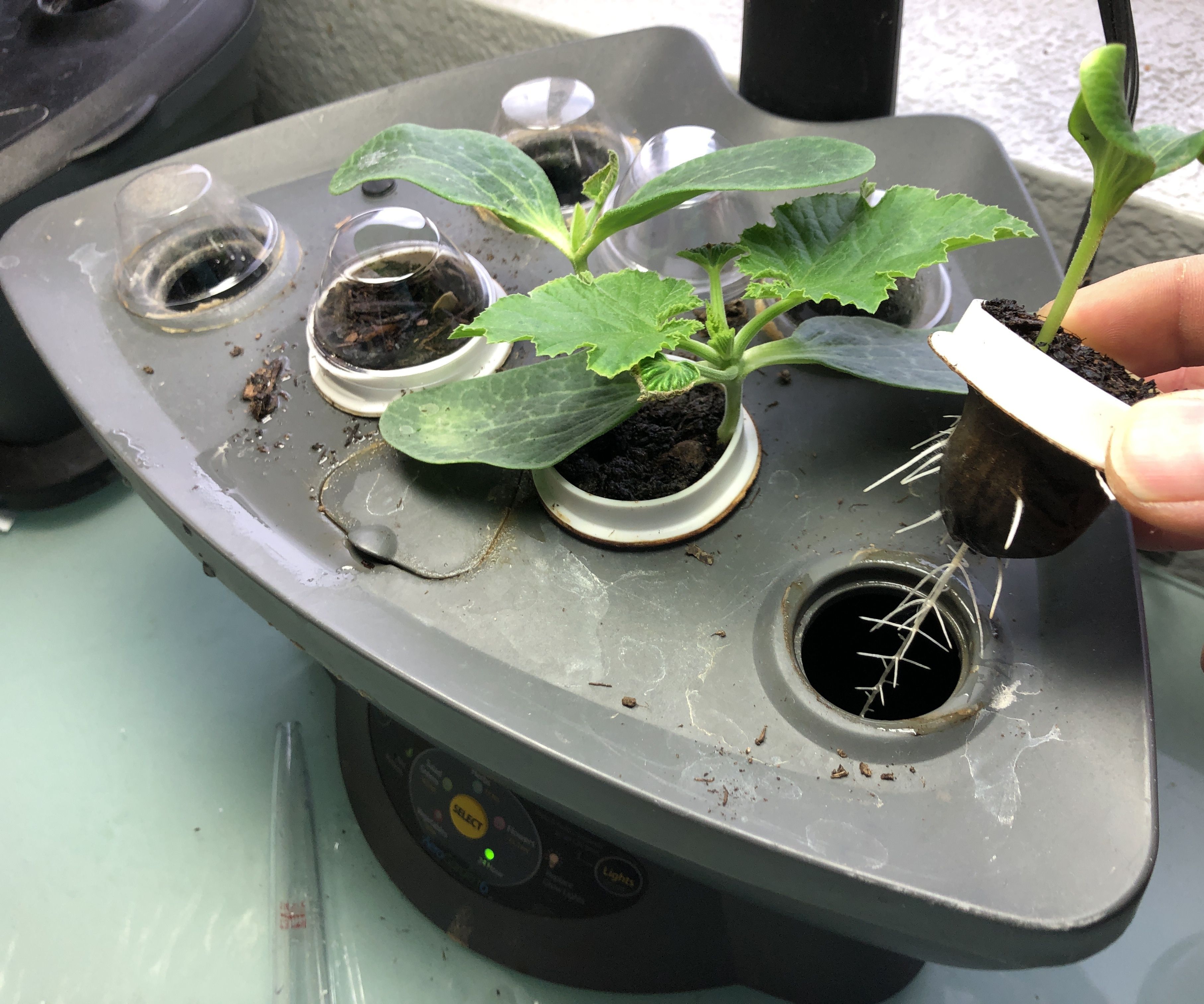 Aerogarden Grow Pods Using Old Coffee K-Cups